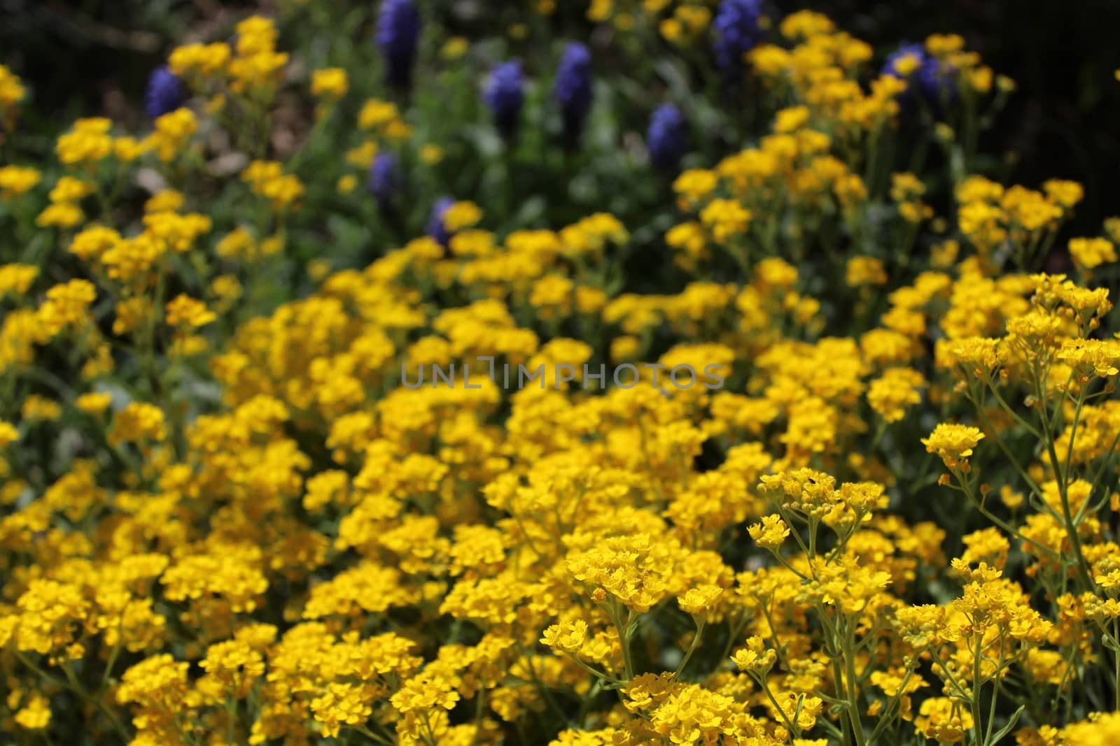 The picture shows a grape hyacinth and sweet alyssum in the garden