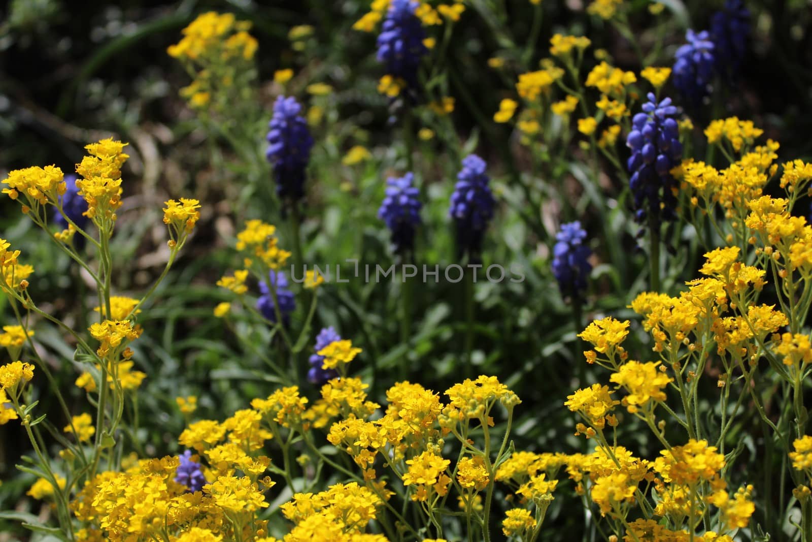 The picture shows a grape hyacinth and sweet alyssum in the garden