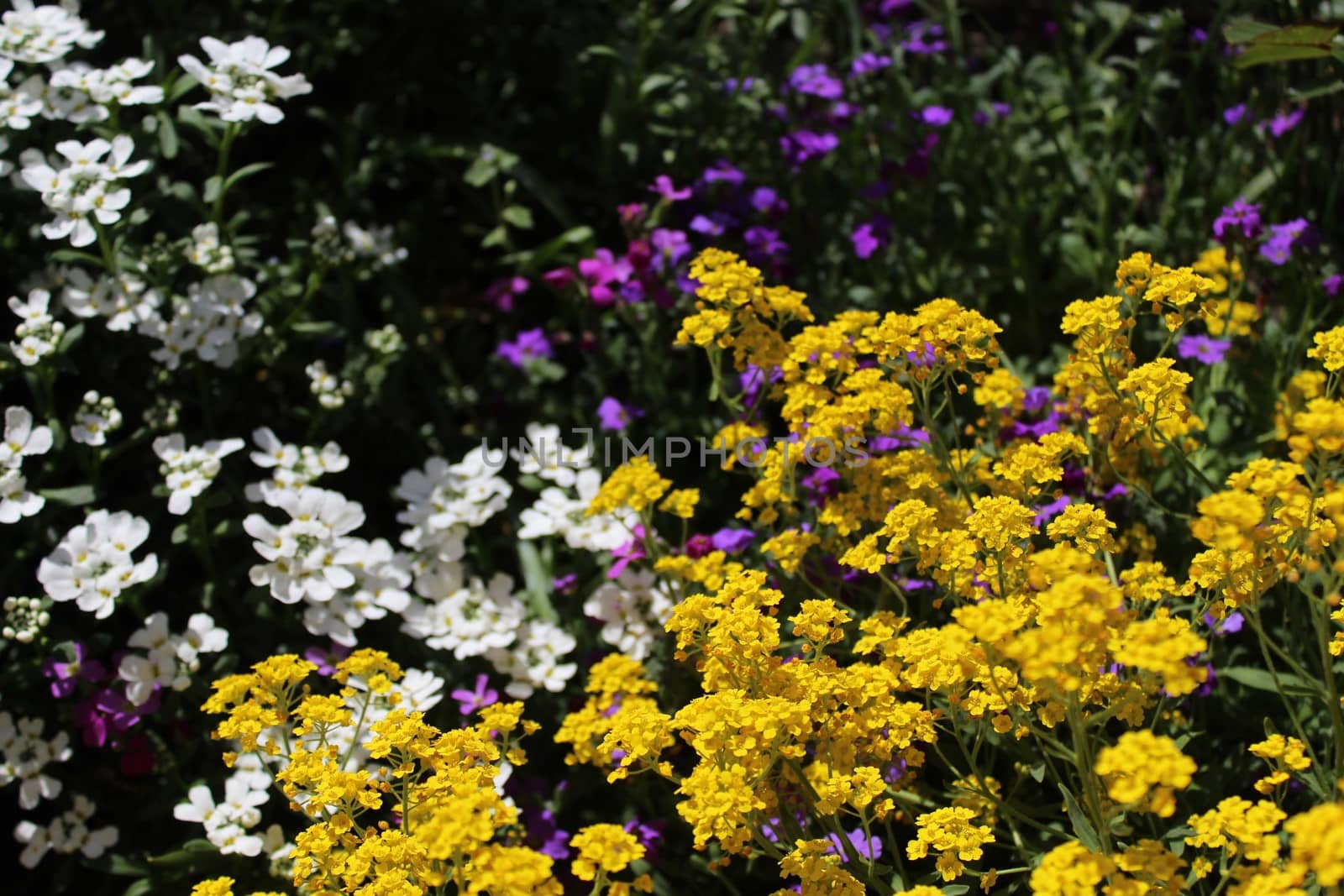 The picture shows sweet alyssum in the spring