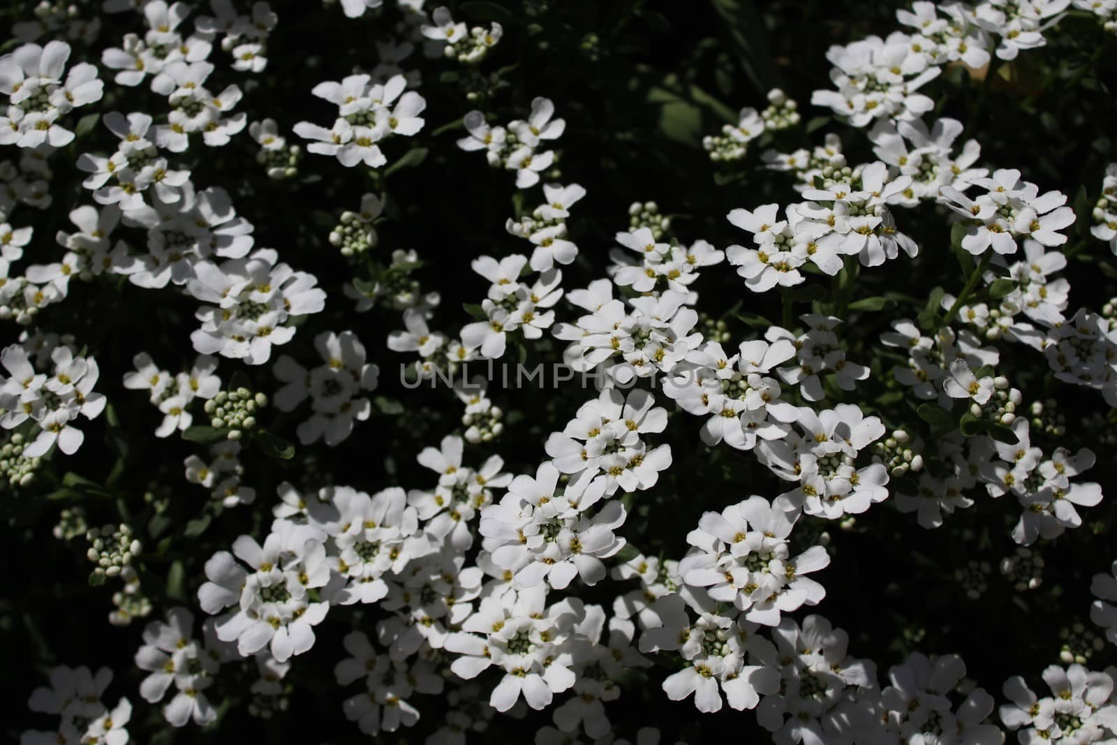 sweet alyssum in the spring by martina_unbehauen