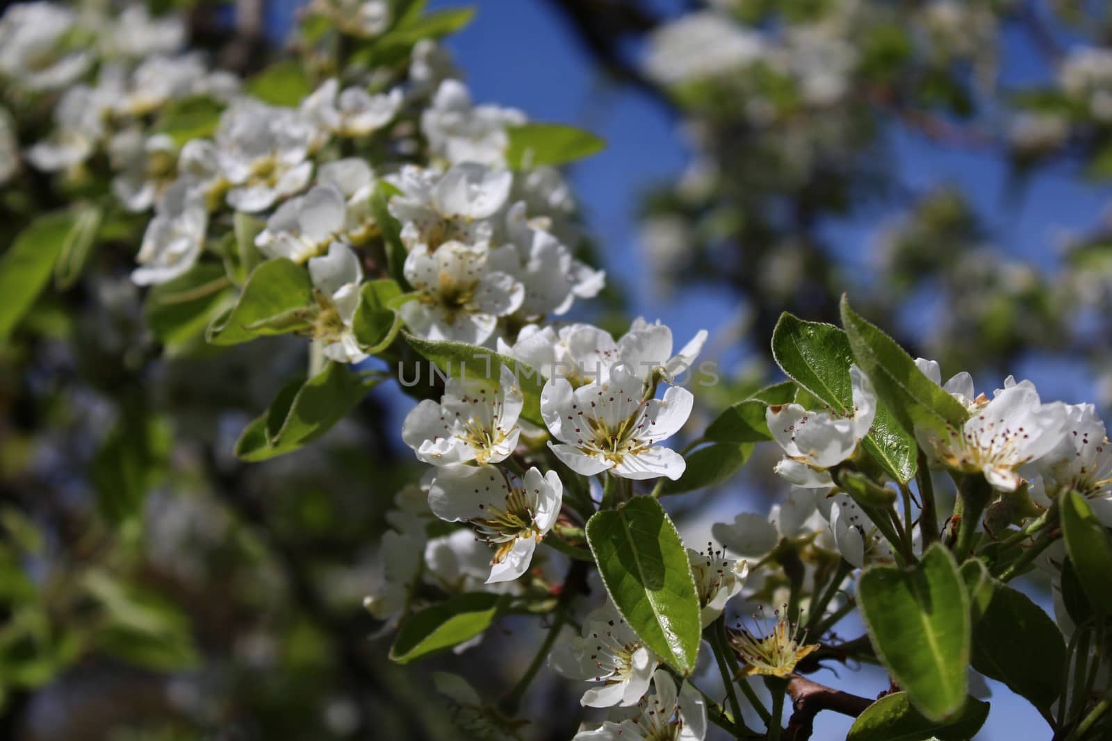 The picture blossoms of a pear tree