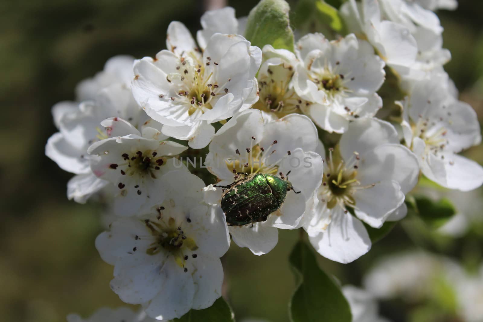 The picture shows rose chafer in pear blossoms