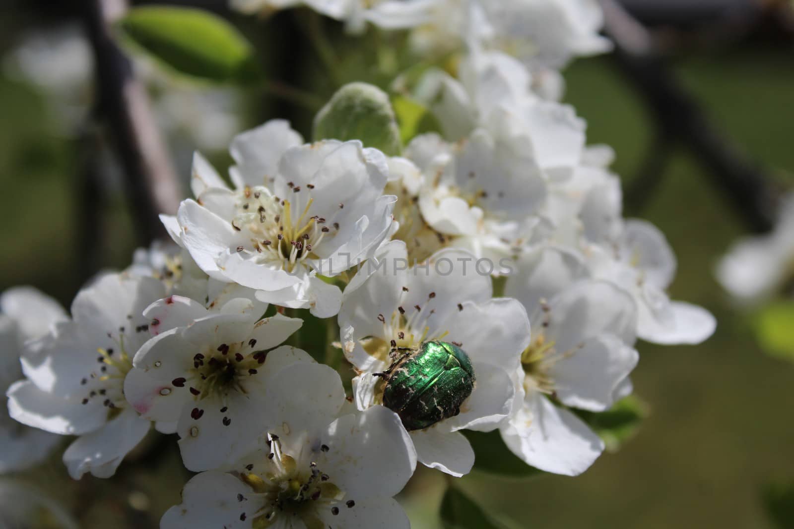 The picture shows rose chafer in pear blossoms