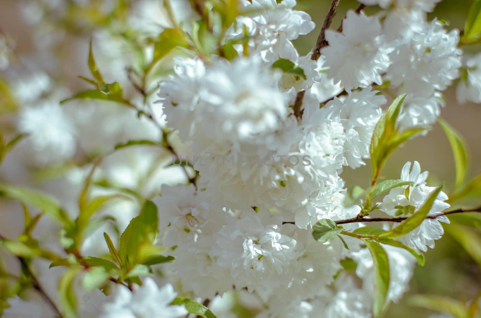 Delicate white flowers in spring cherry on blurred background. Soft focus, spring nature.