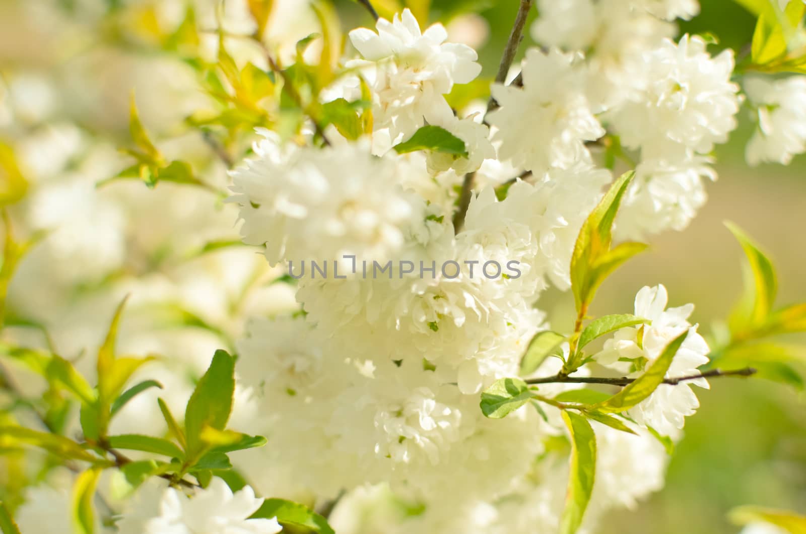 Delicate white flowers in spring cherry on blurred background. Soft focus, spring nature.