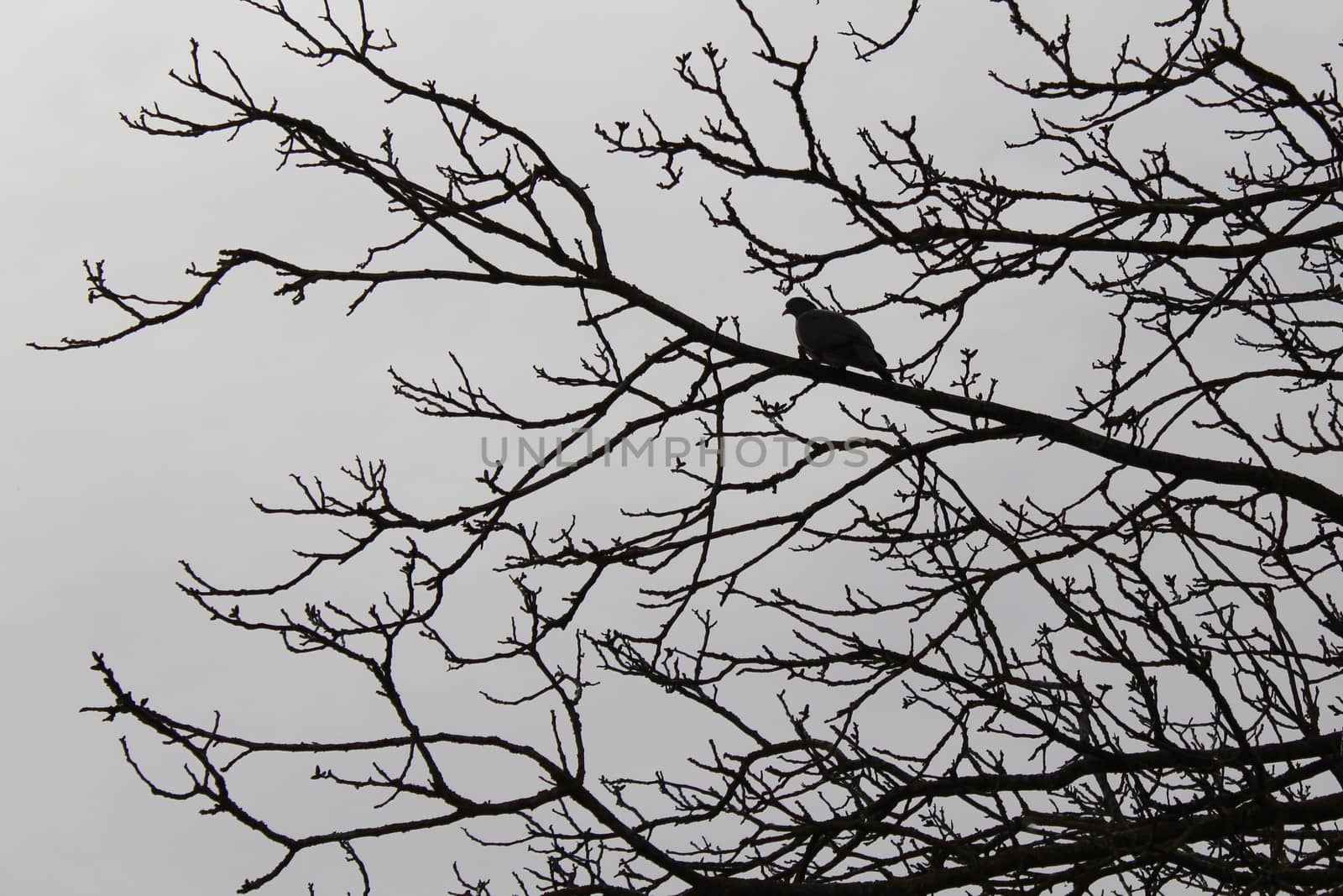 The picture shows a dove on a tree