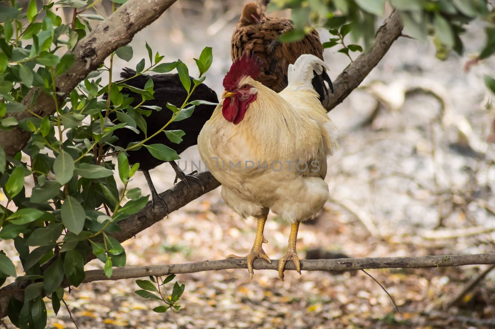 White rooster perched on a tree branch in gambia