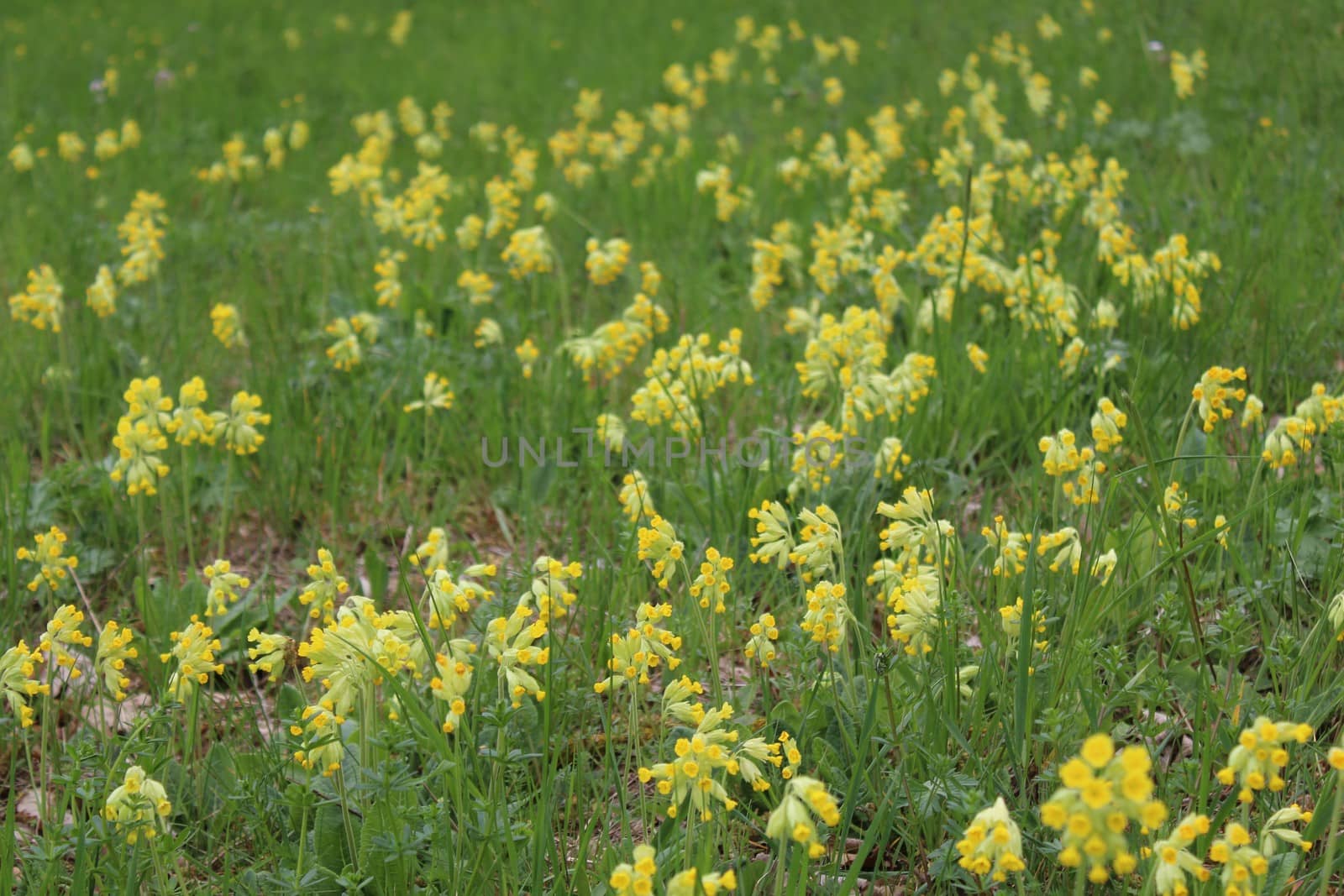 The picture shows a field of cowslips