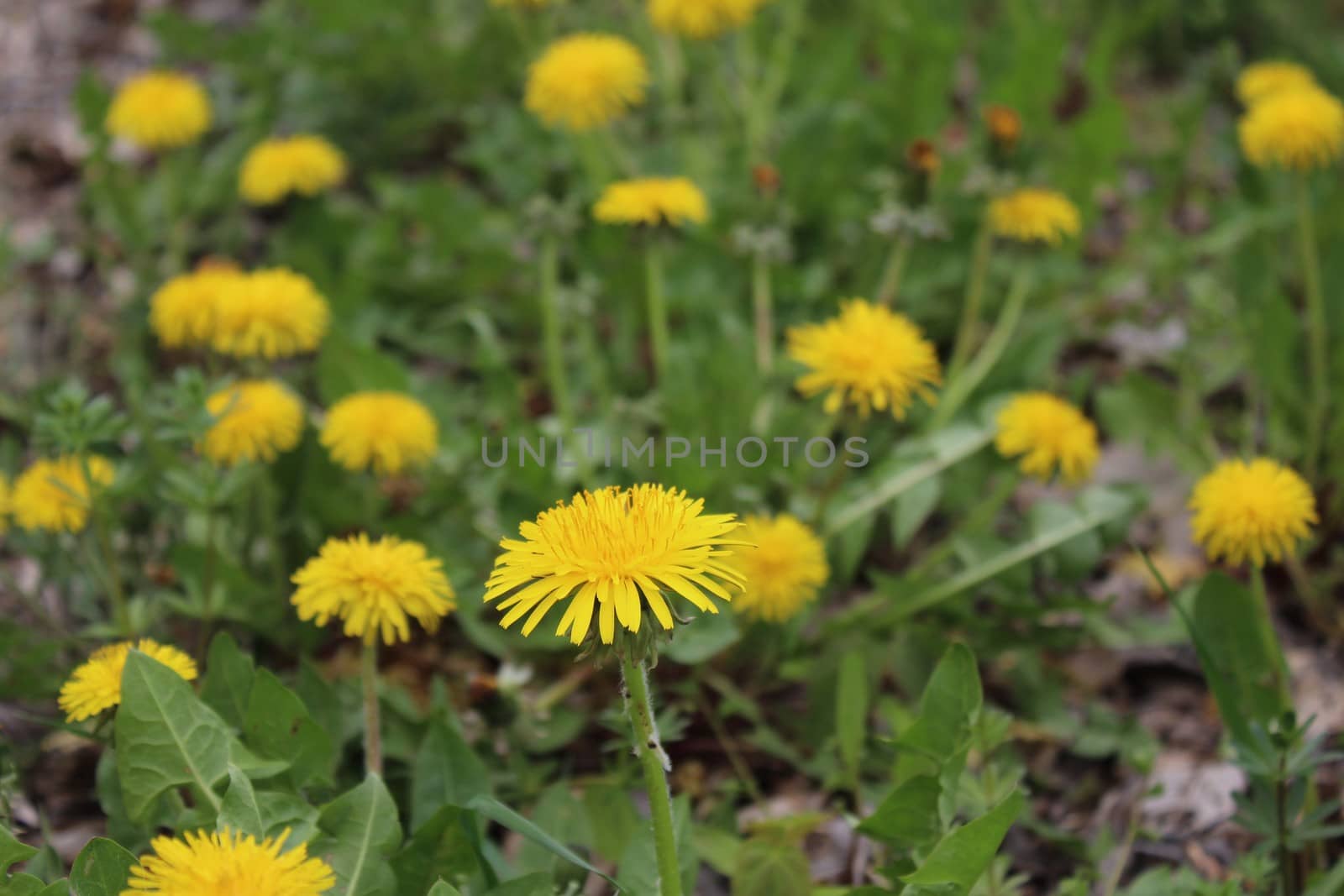 The picture shows a dandelion in the garden