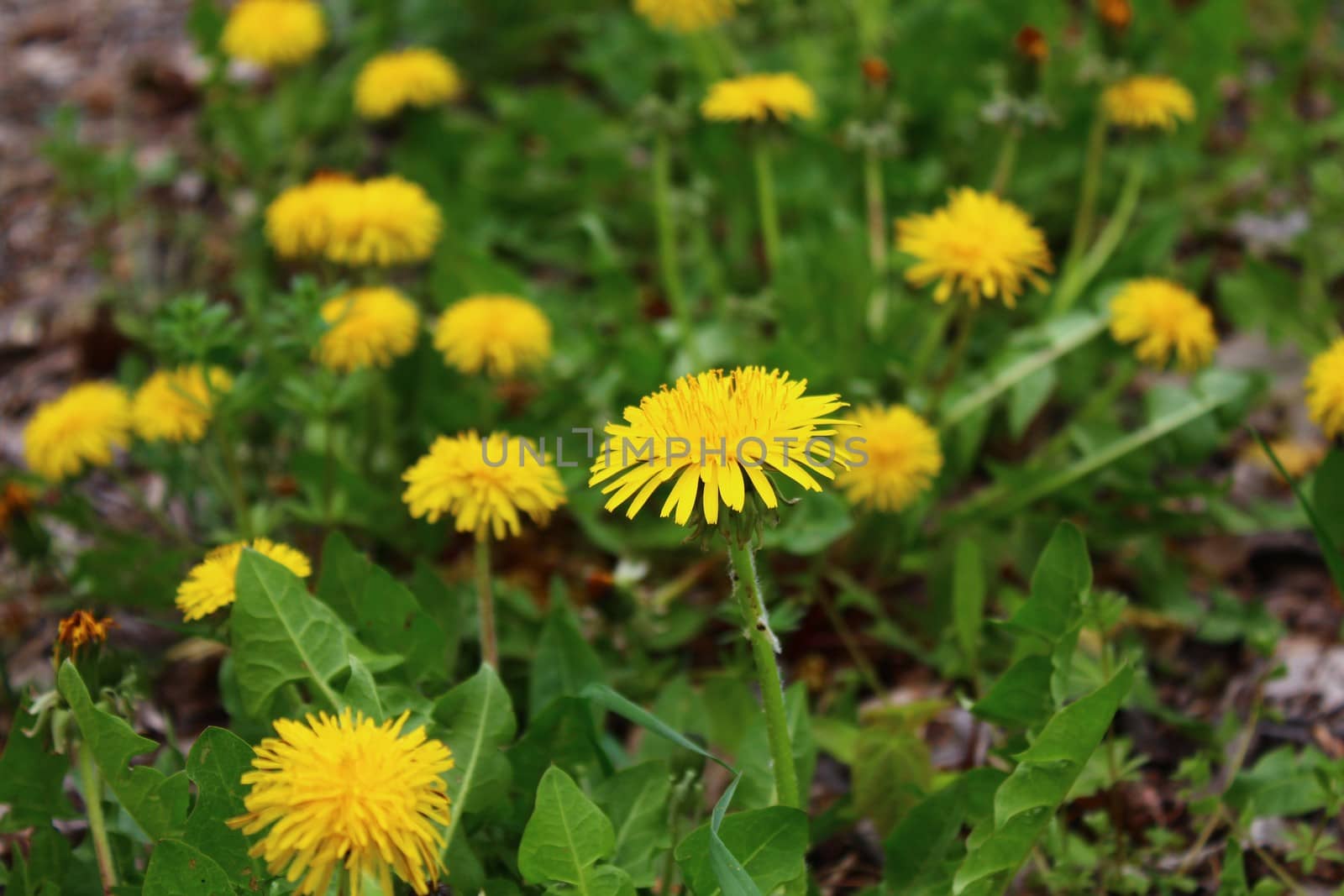 The picture shows a dandelion in the garden