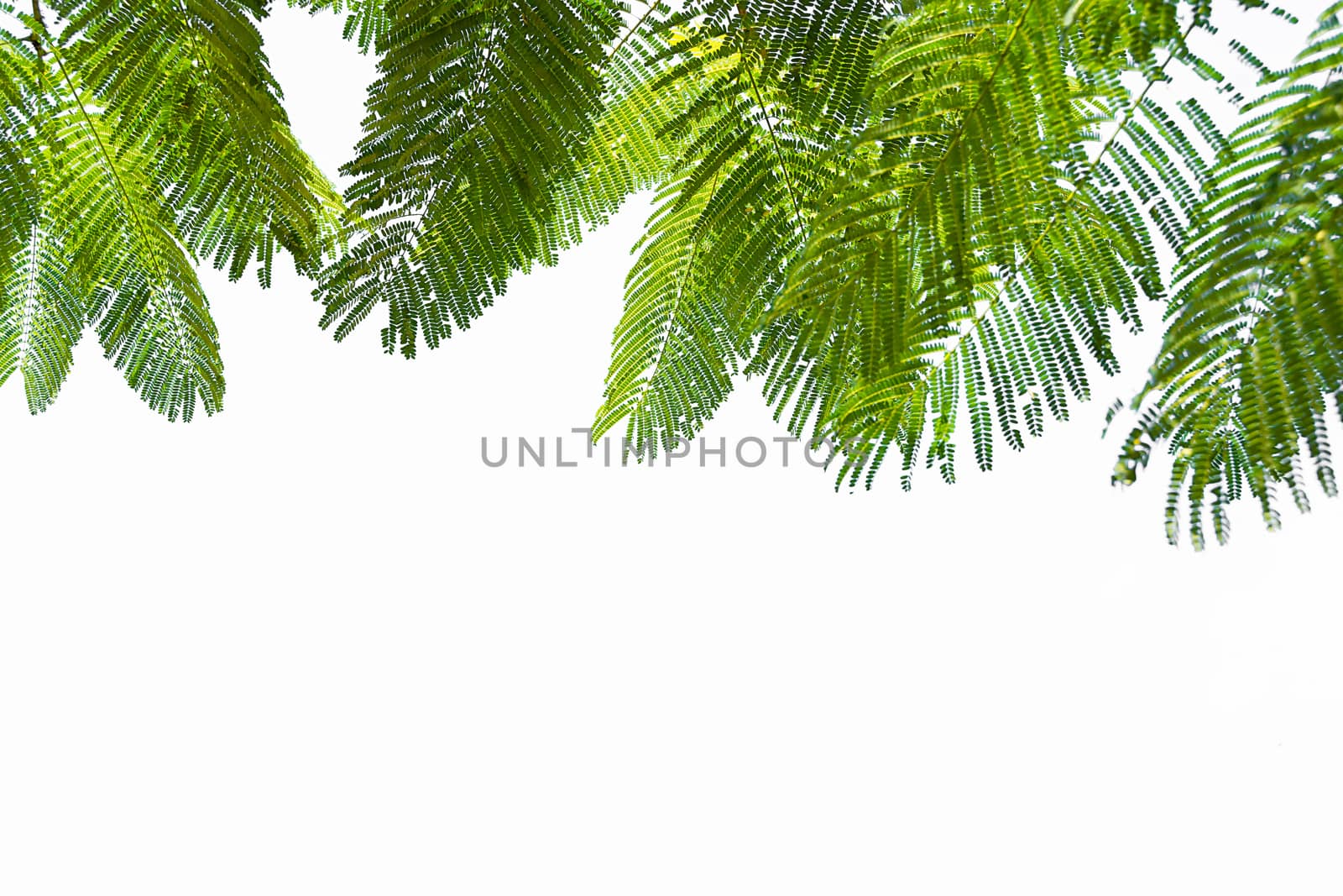 Green Leaf On The Branches Isolate On White Background.