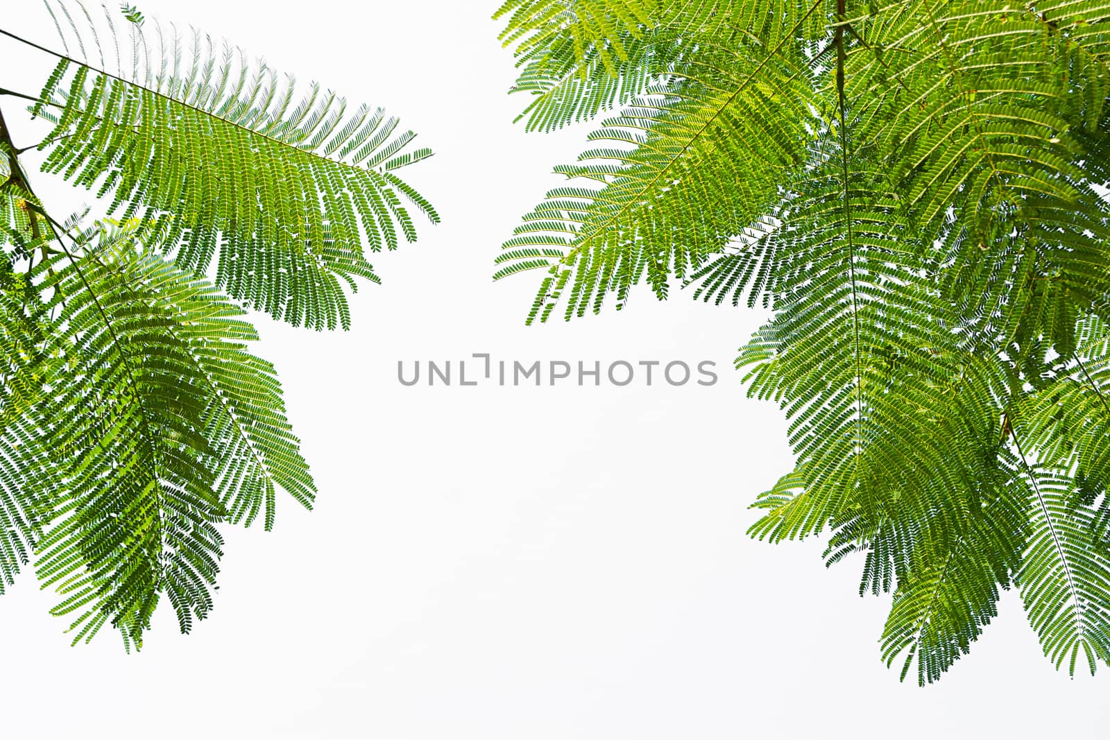 Green Leaf On The Branches Isolate On White Background.