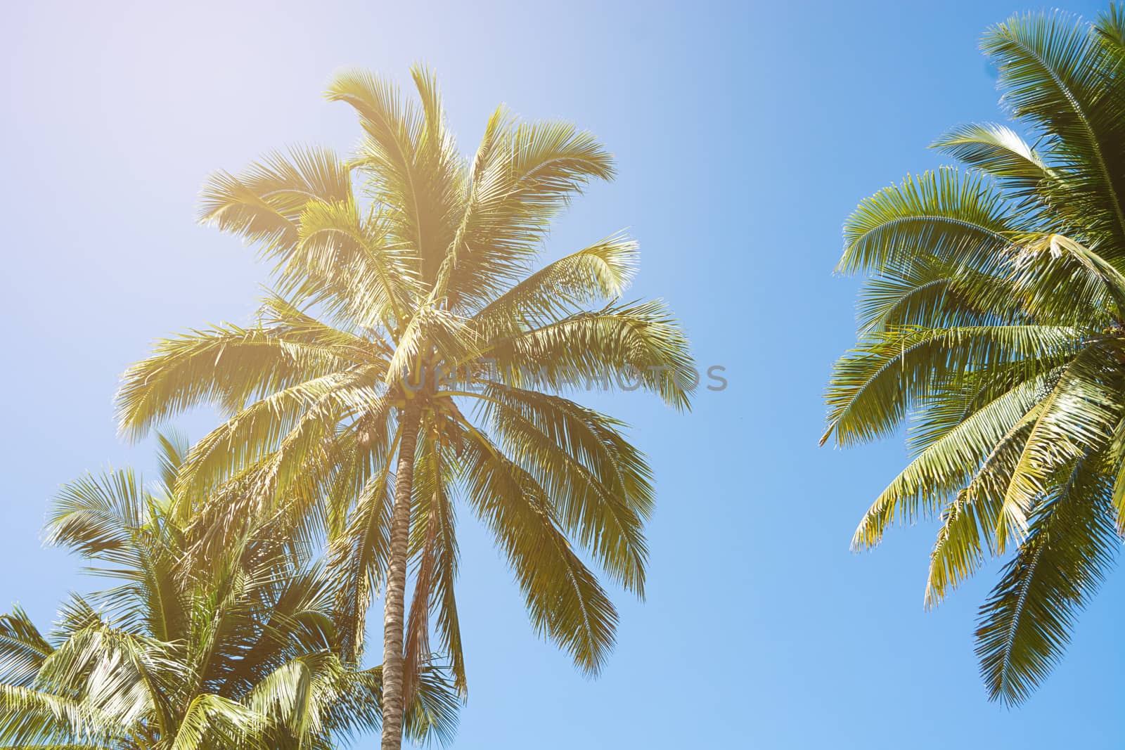 Coconut Palm Trees, Beautiful Tropical Background, Summer Concep by rakoptonLPN