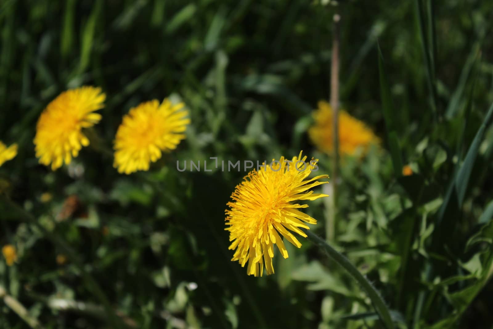 The picture shows a dandelion in the garden