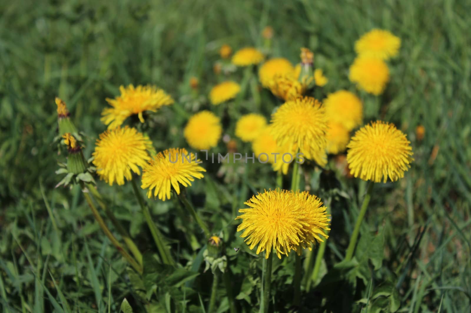 dandelion in the garden by martina_unbehauen