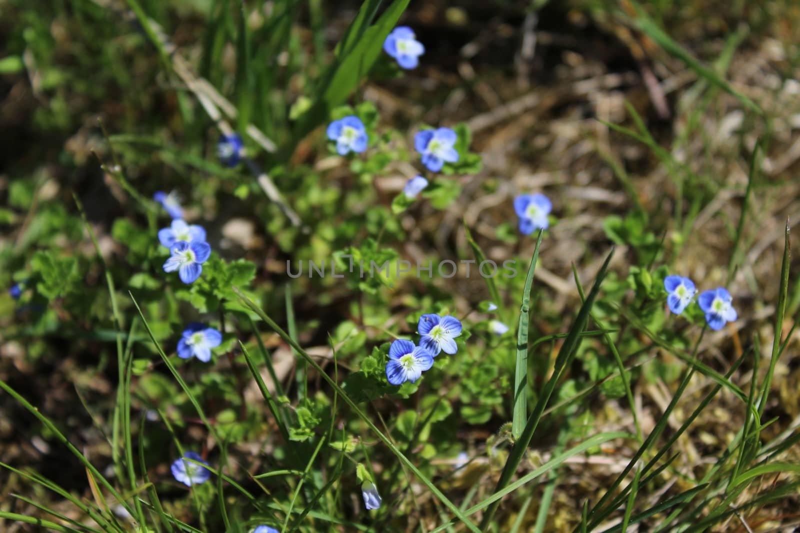 The picture shows a field of speedwell in the garden