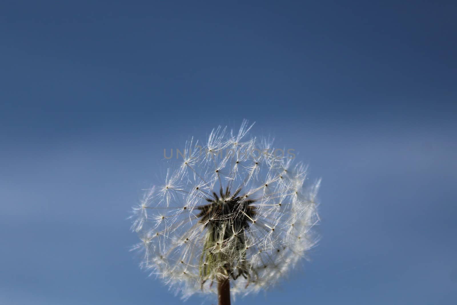 dandelion in front of the blue sky by martina_unbehauen