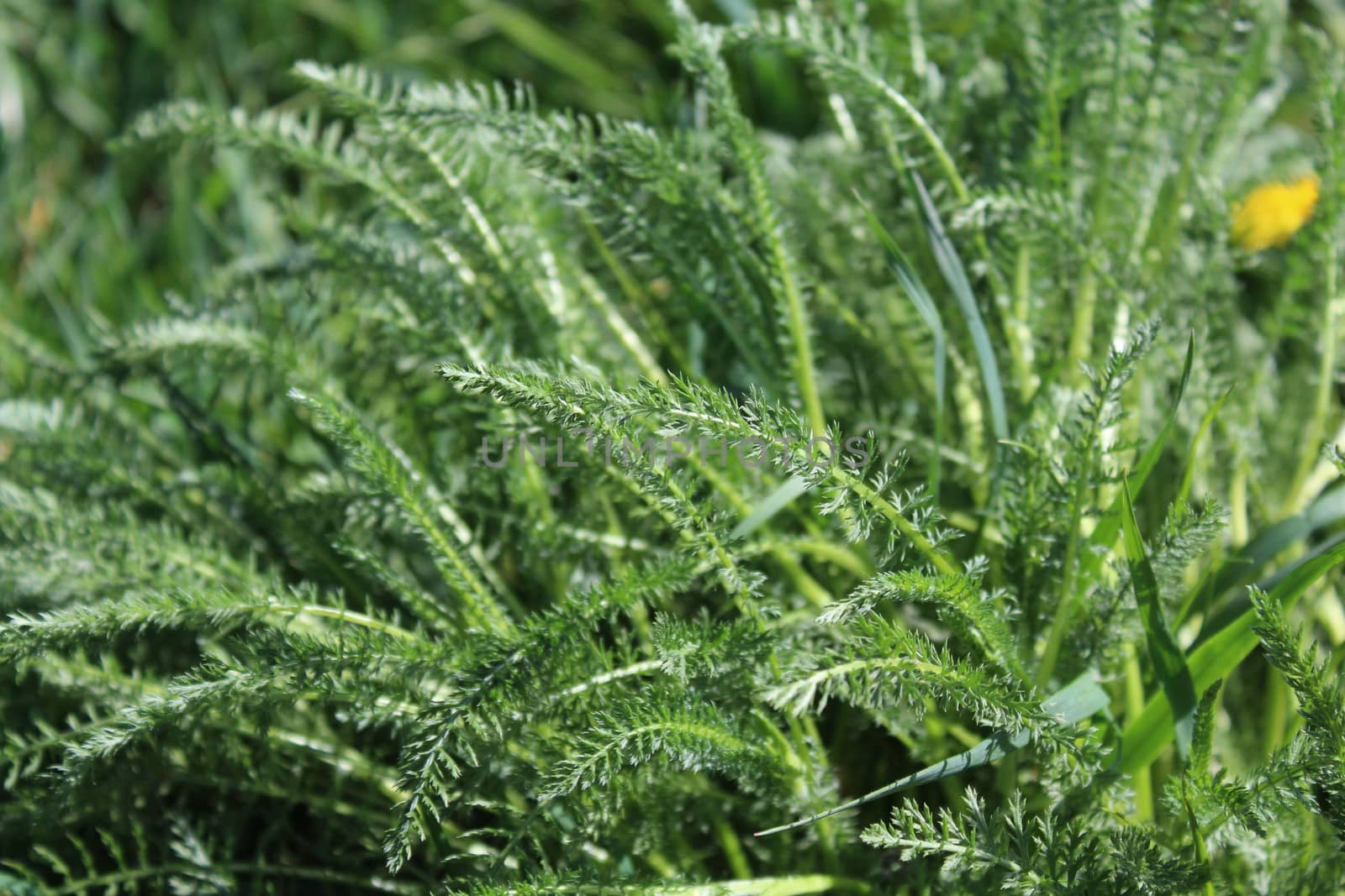 The picture shows a yarrow field on a meadow