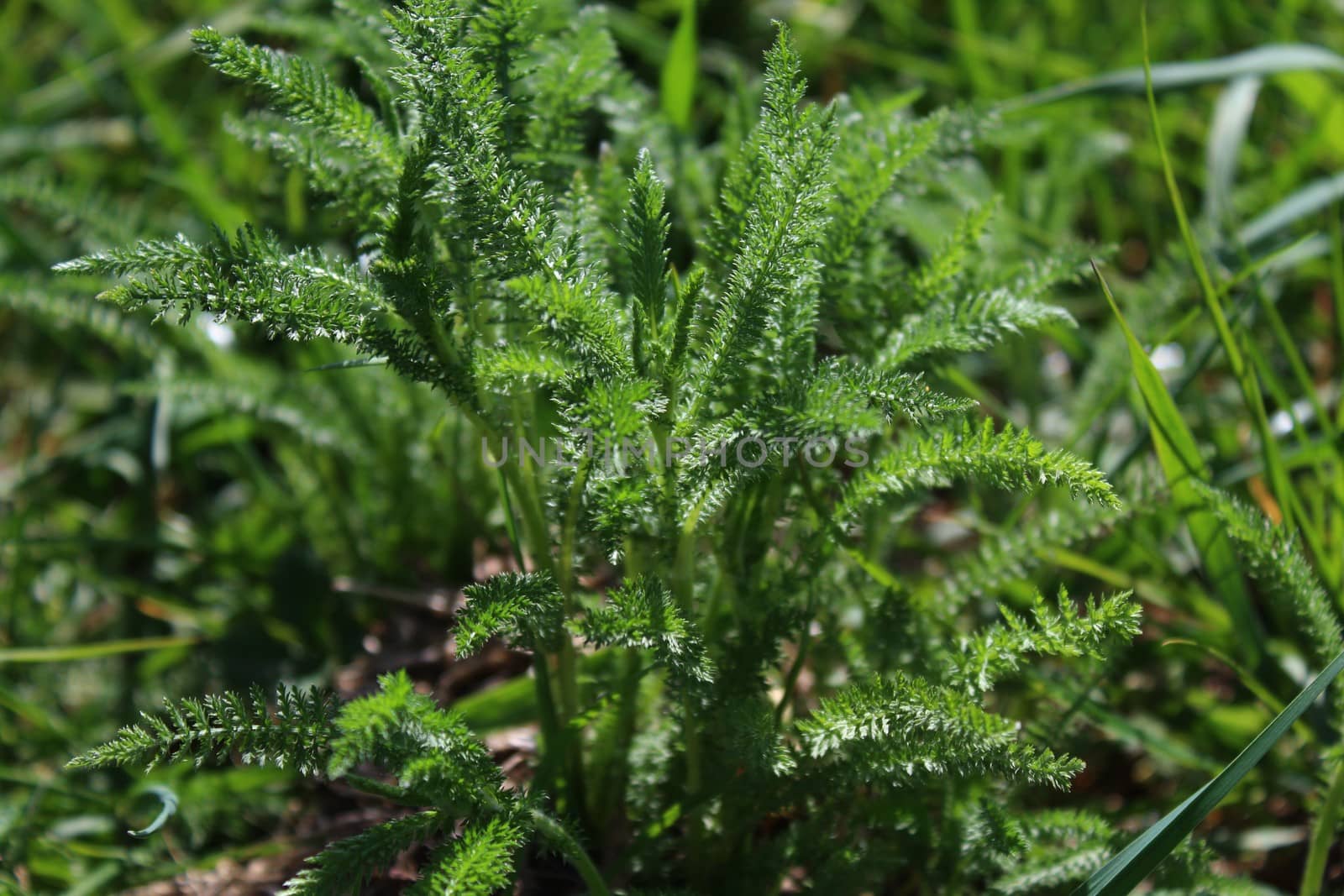 The picture shows a yarrow field on a meadow