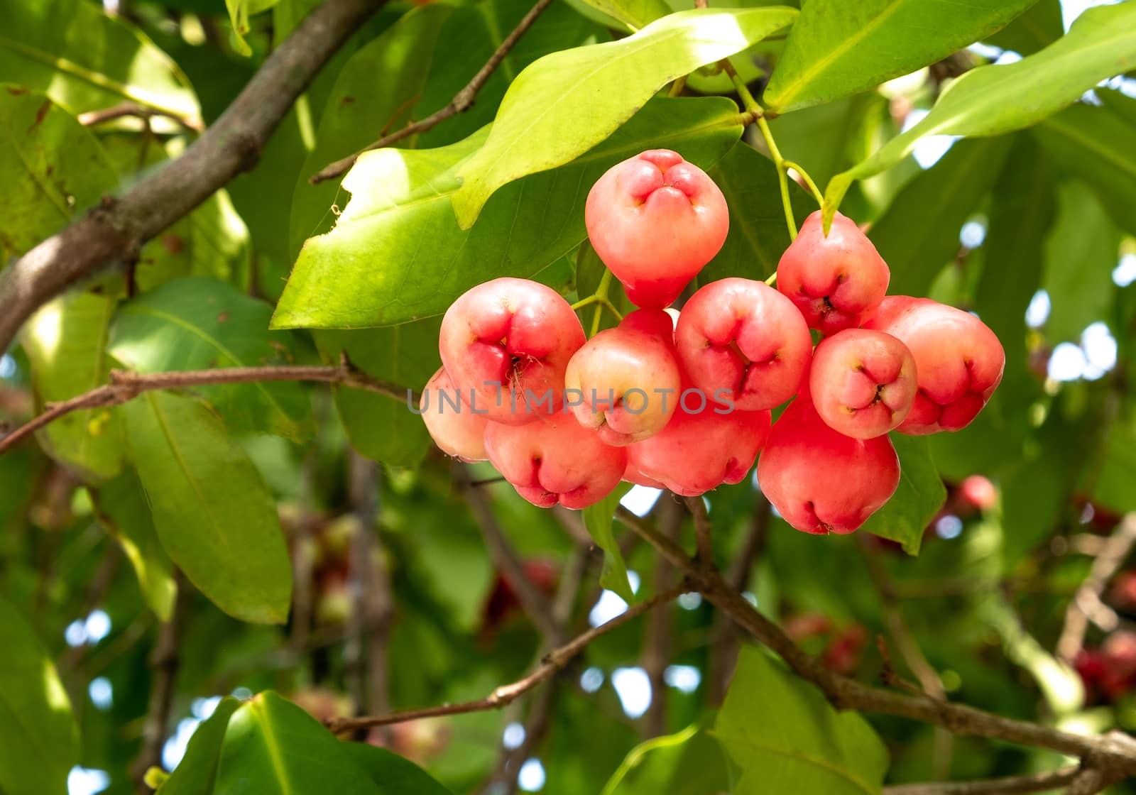  Watery rose apple tropical fruits on the branch of tree closeup.  Baby rose apple tree Bell fruit (Fresh Syzygium aqueum).