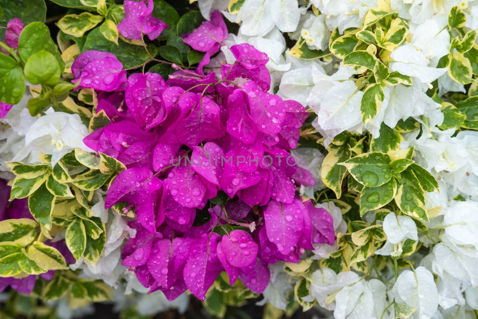  Blooming purple and white bougainvillea flowers with raindrops. Beautiful colorful bougainvilleas floral background. Selective focus closeup.