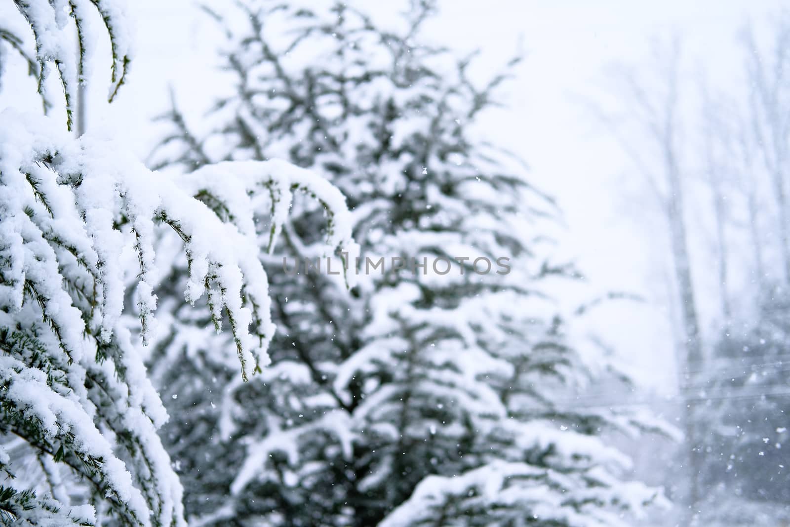 Snow on Fir Trees During Stomr