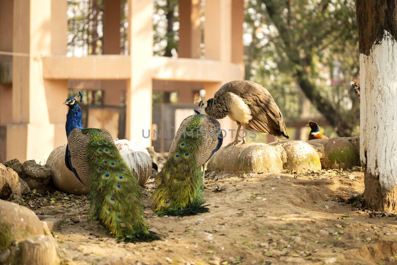 Beautiful peacock. Peacock showing its tail, Peacock with spread wings in profile. by shaadjutt36