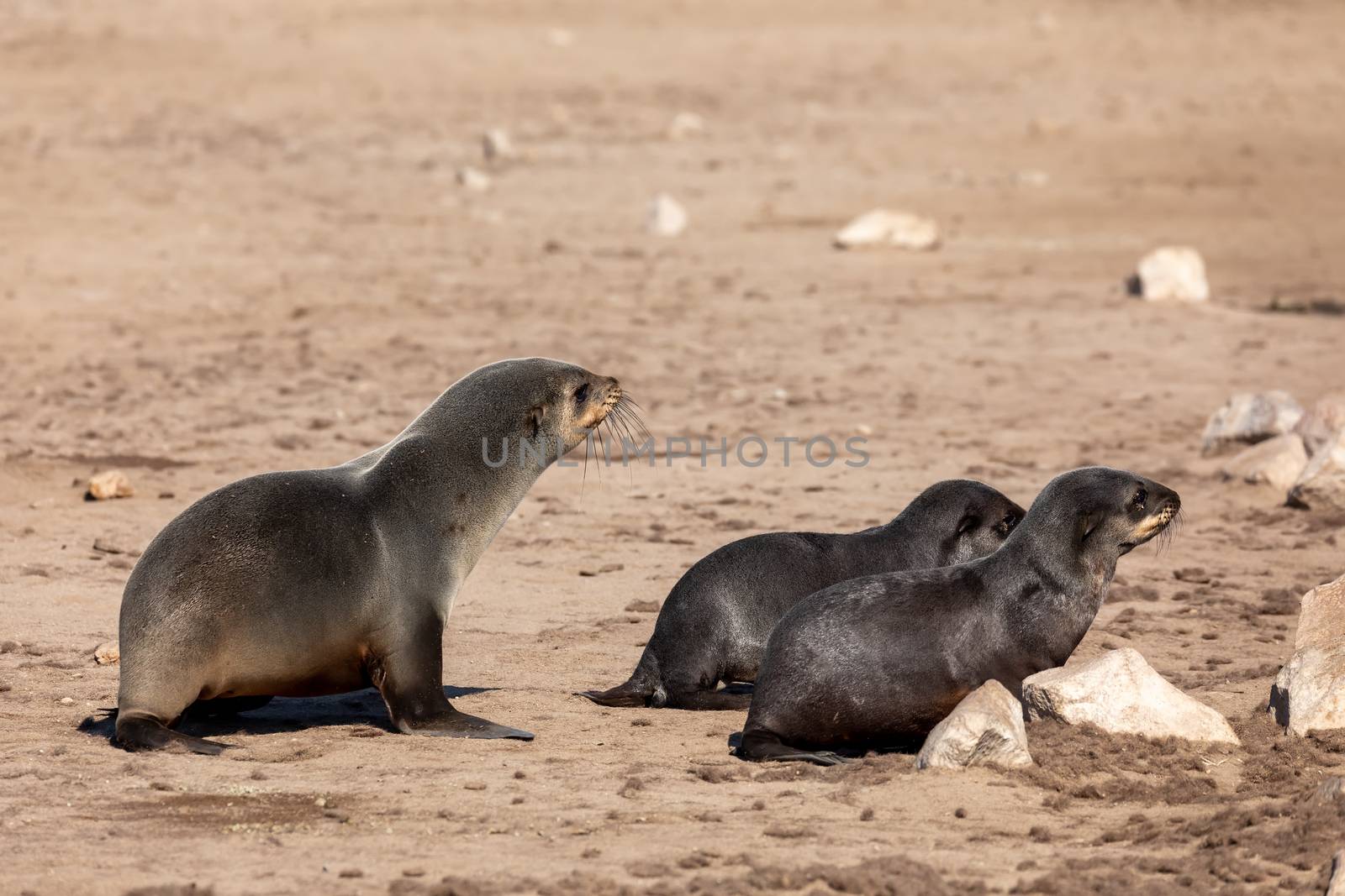 female with two babies go to the sea in Cape Cross, Namibia safari wildlife