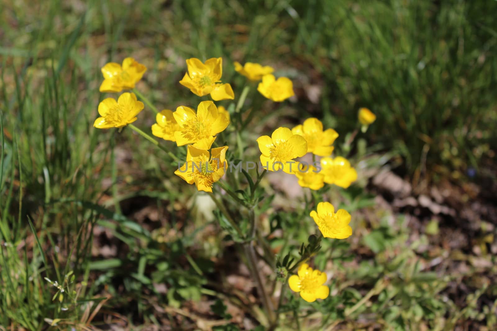 a meadow with many buttercups by martina_unbehauen