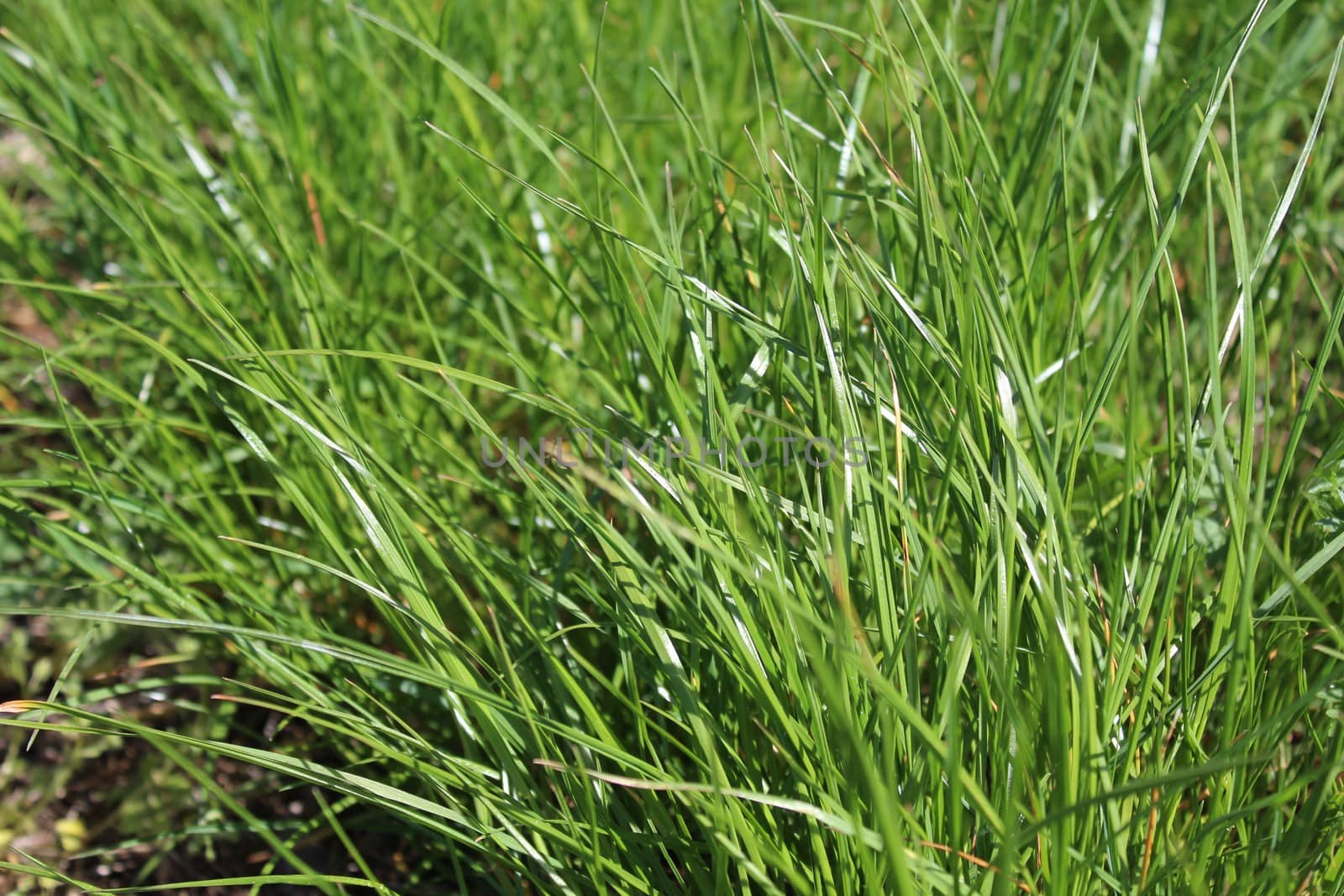 The picture shows green grass in the nature