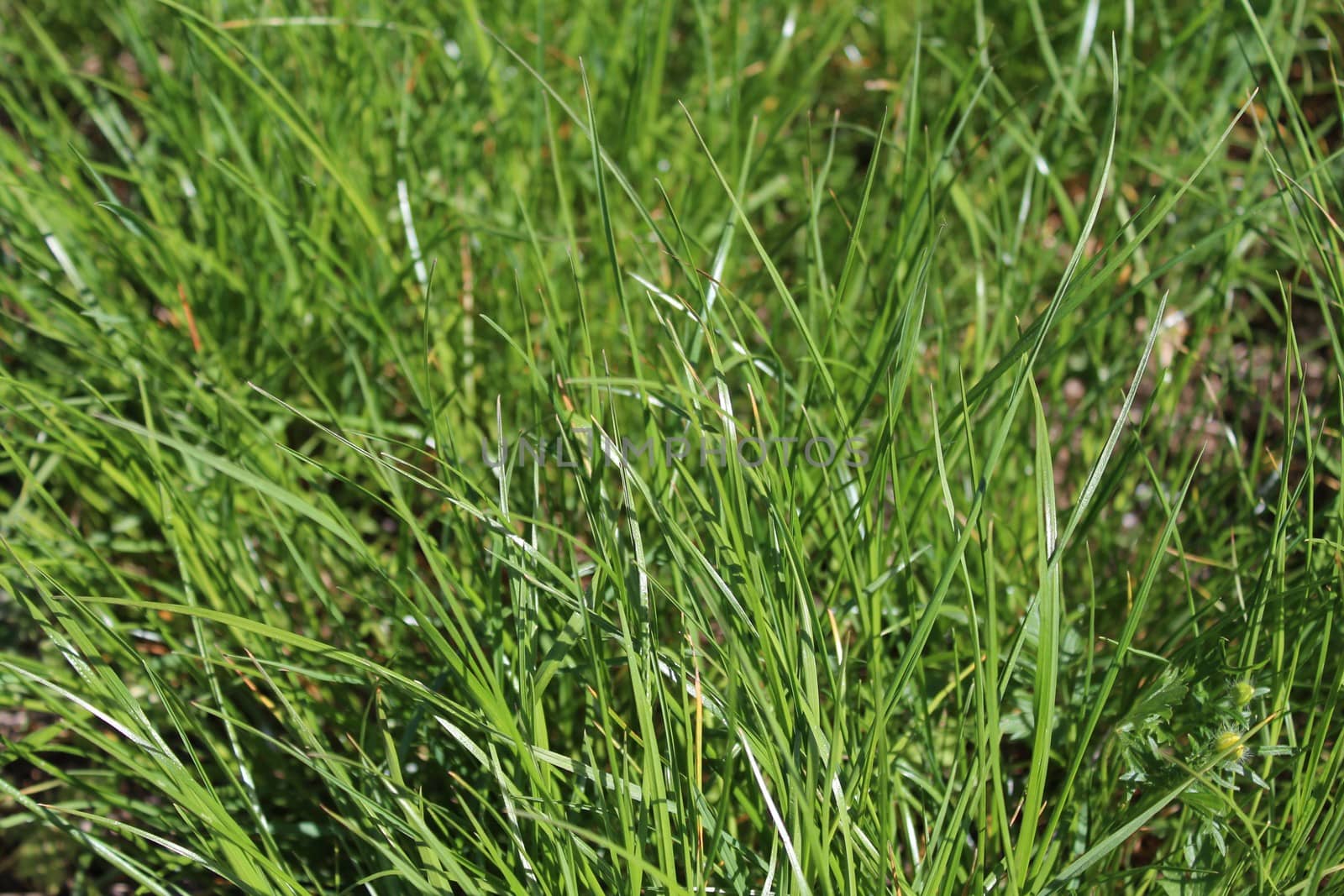 green grass in the nature by martina_unbehauen