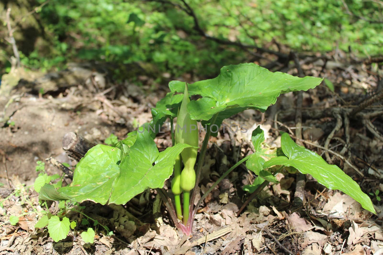 The picture shows common arum in the forest