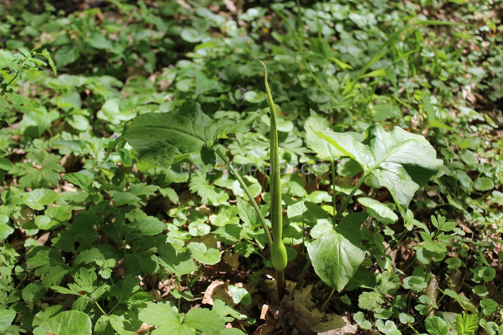 The picture shows common arum in the forest