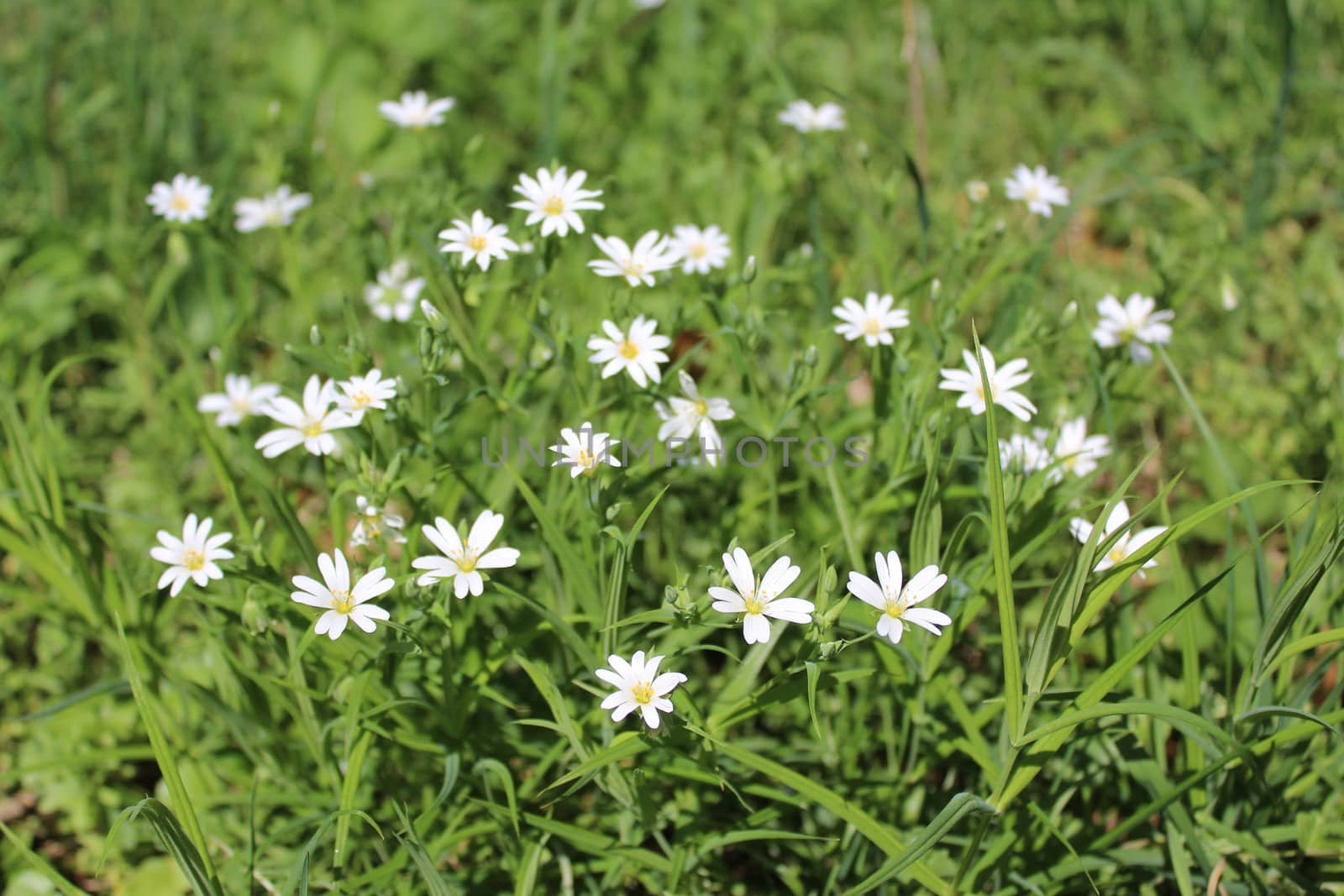 The picture shows a field with white flowers