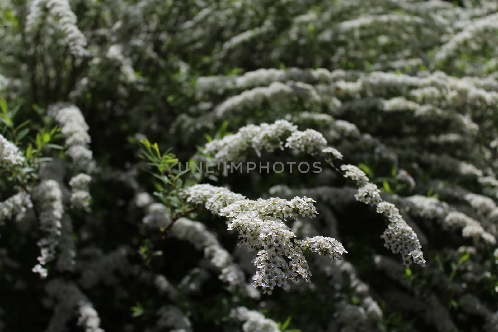 white orange eye in the garden by martina_unbehauen