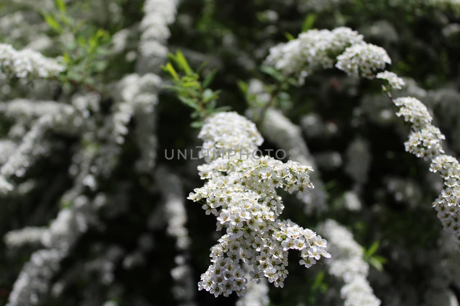 white orange eye in the garden by martina_unbehauen