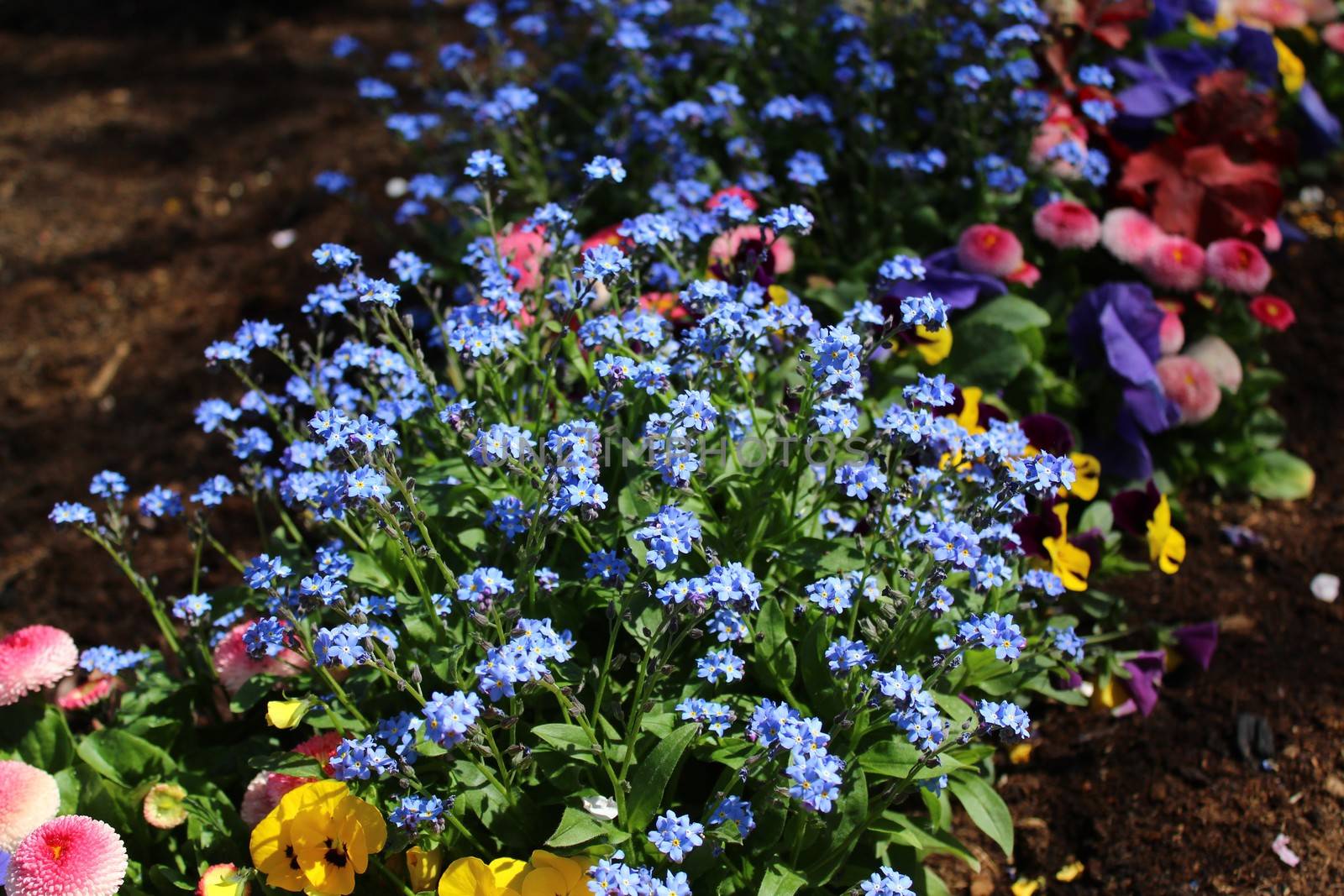 blue flower in the garden by martina_unbehauen