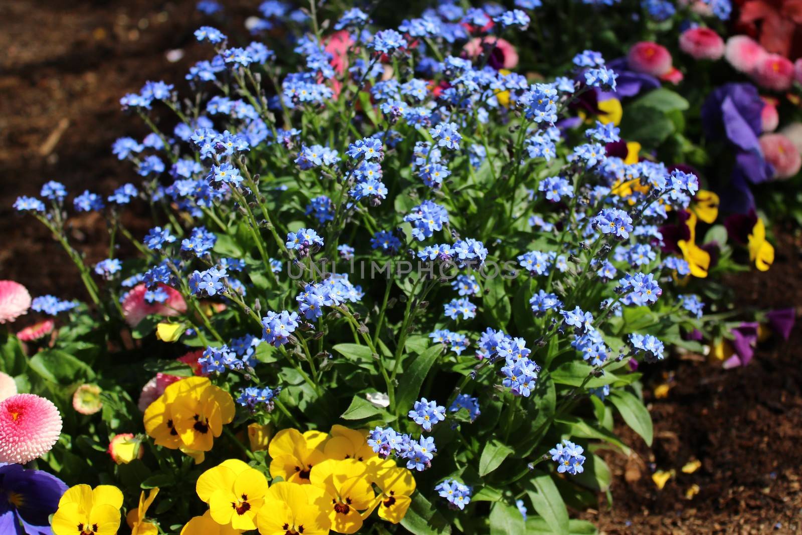 The picture shows a blue flower in the garden