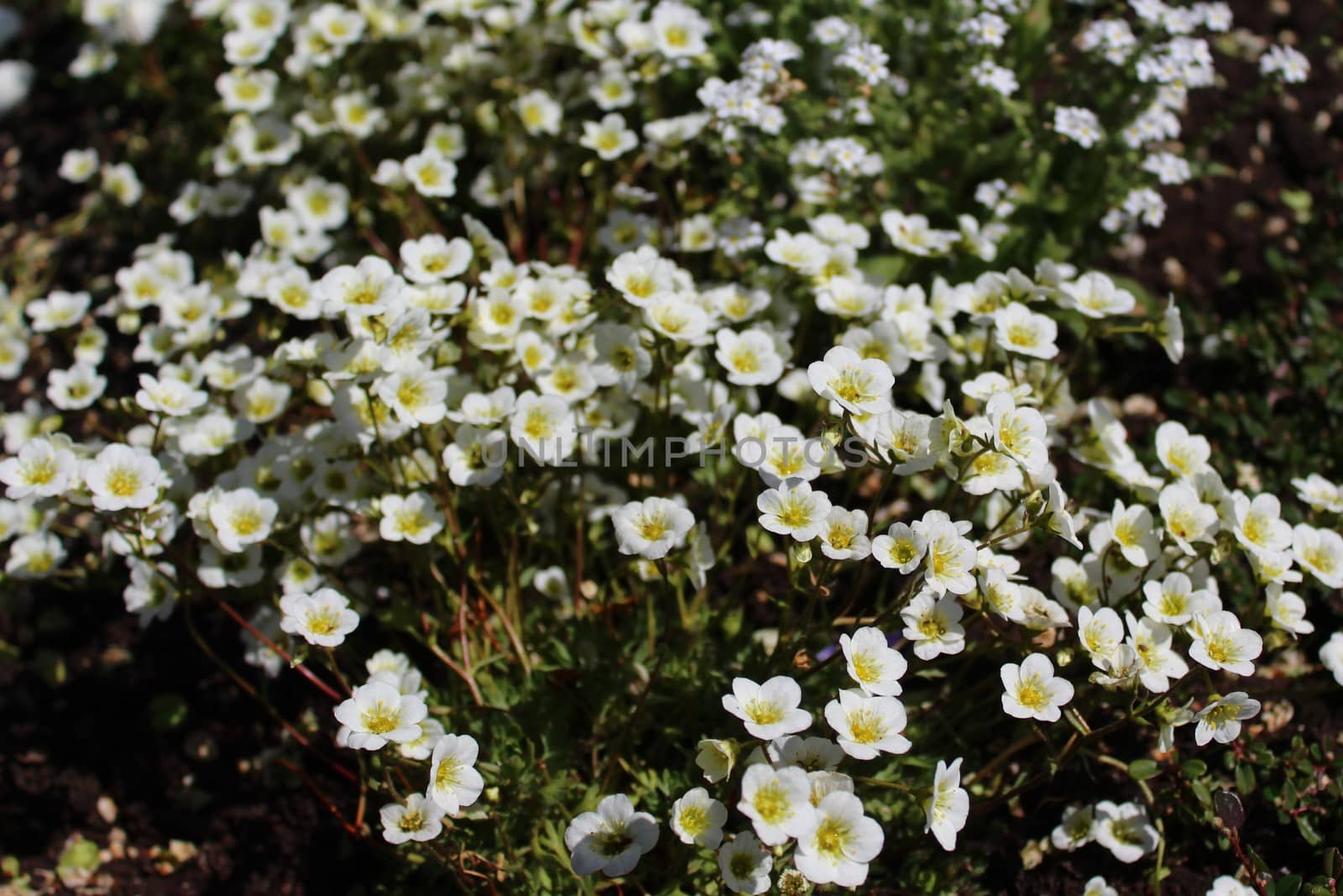 The picture shows a field with white flowers