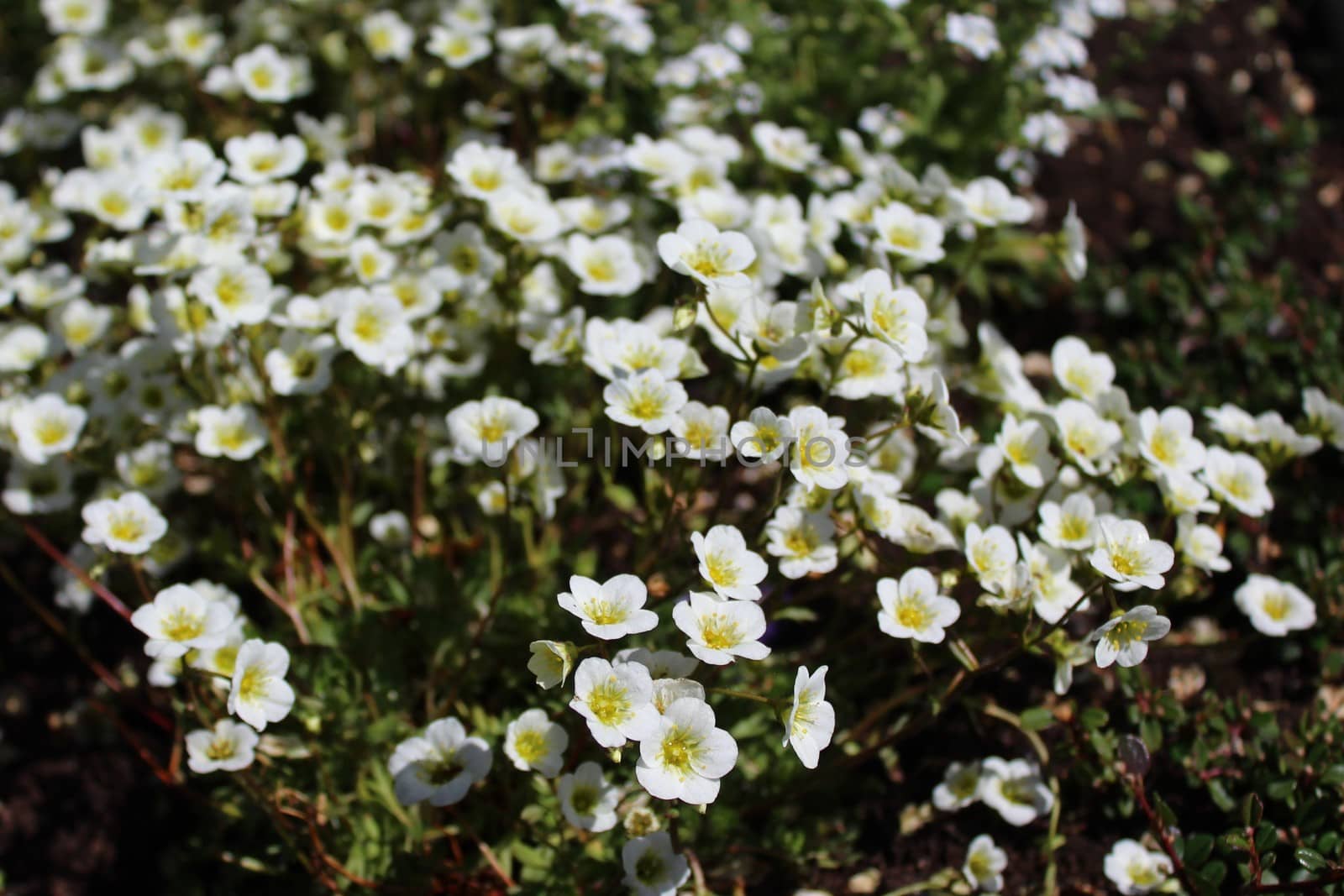 The picture shows a field with white flowers