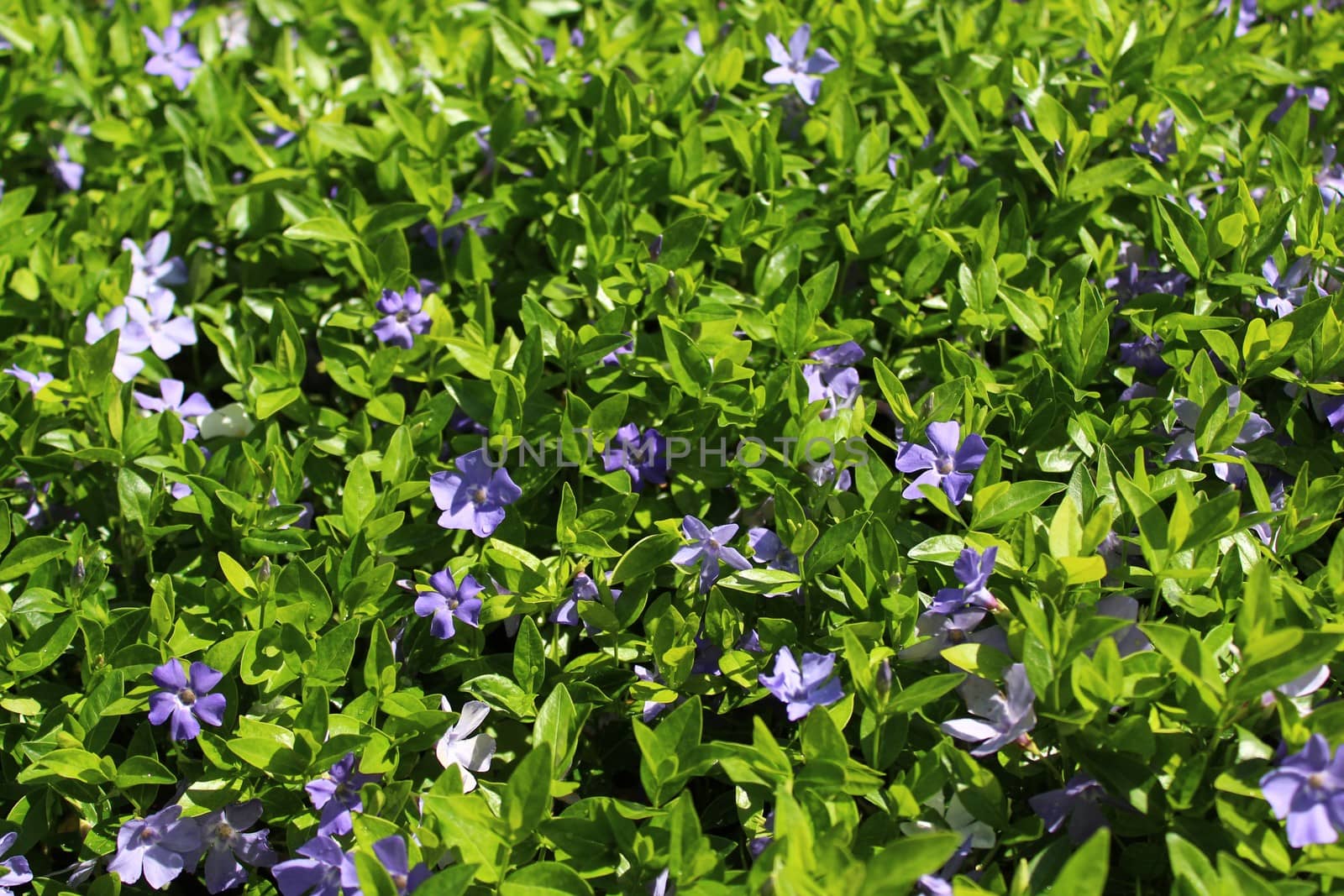 The picture shows a field of blue flowers