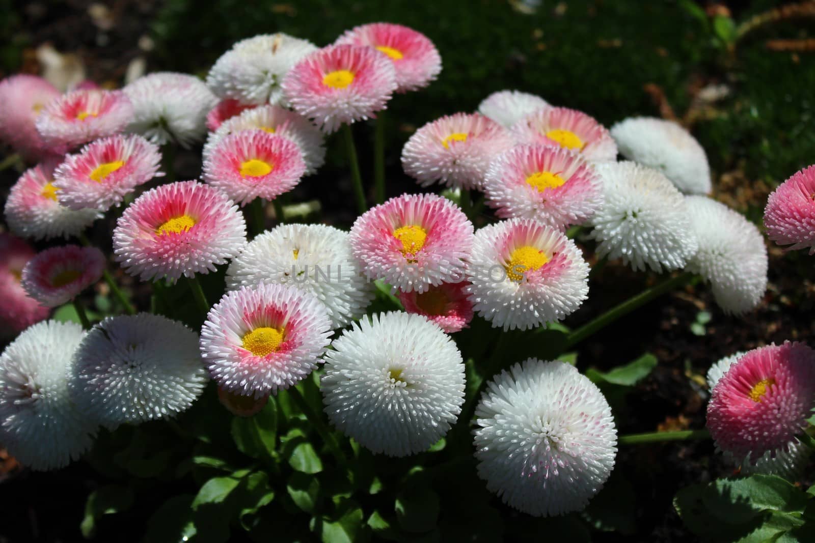 The picture shows a field with many colorful daisies