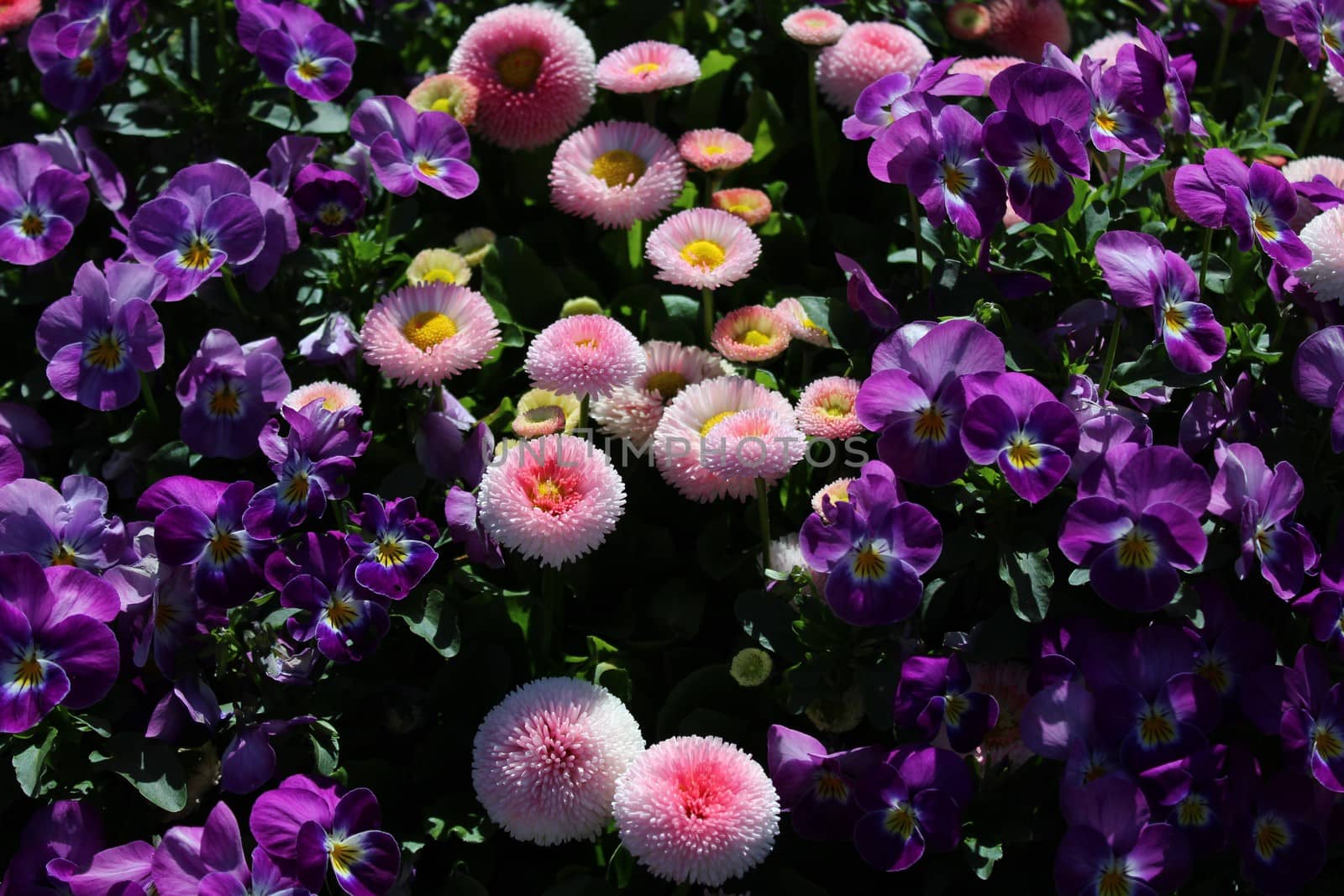 The picture shows field with many colorful daisies