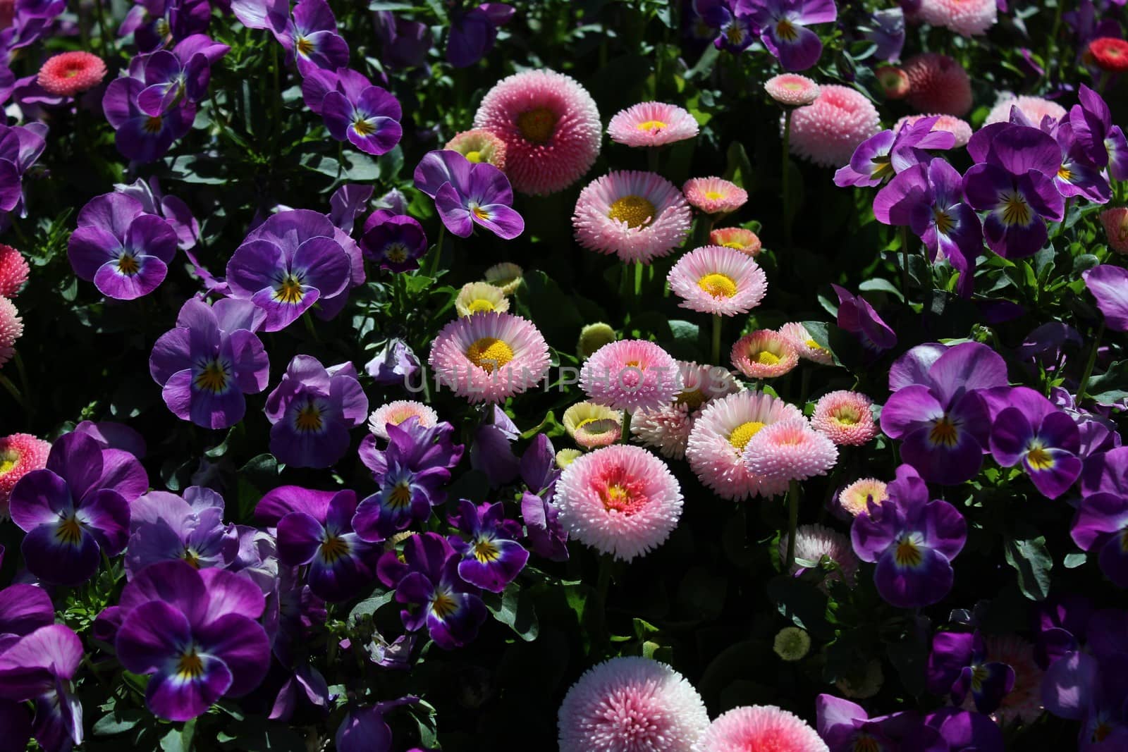 The picture shows field with many colorful daisies