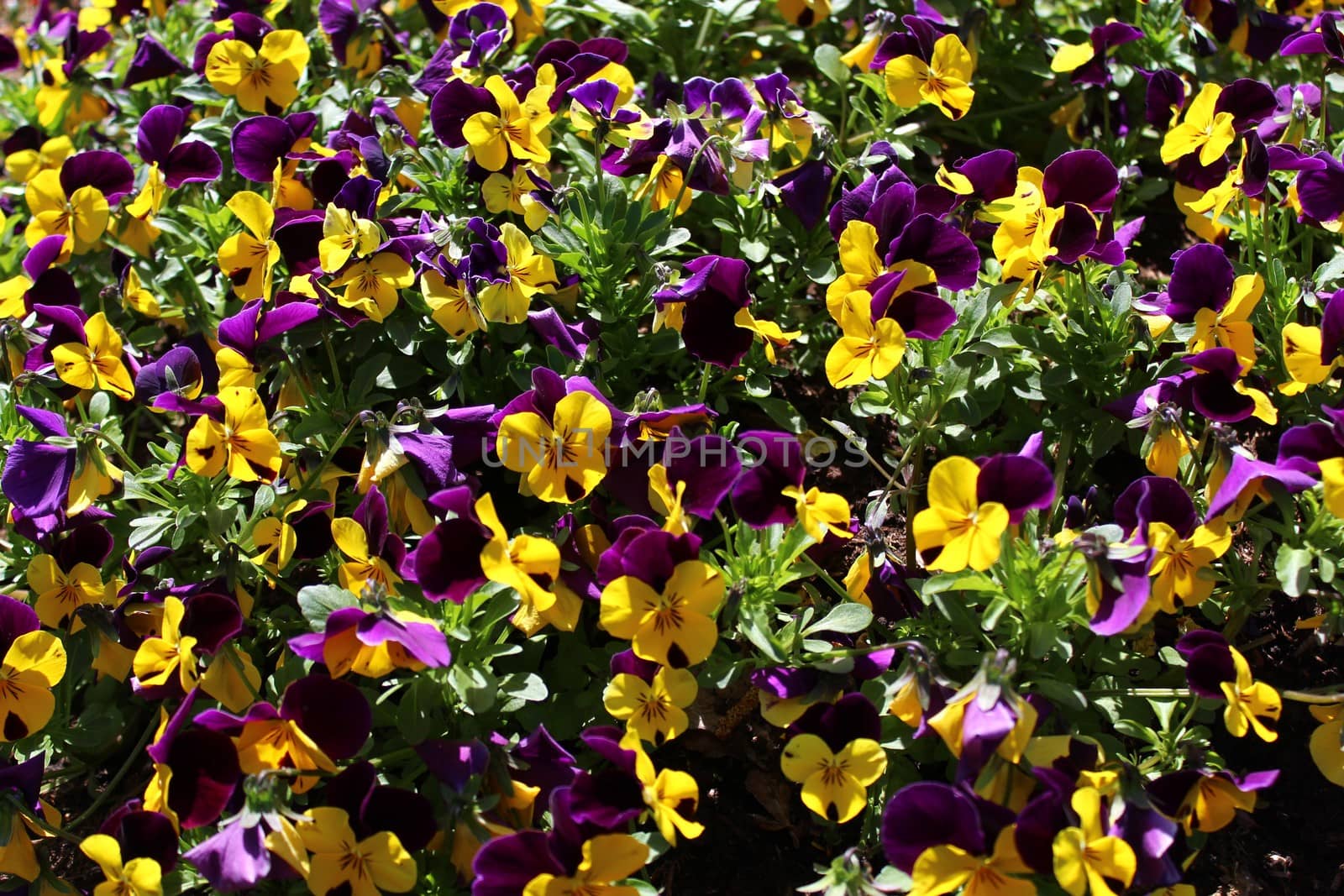 The picture shows colorful pansies in the garden