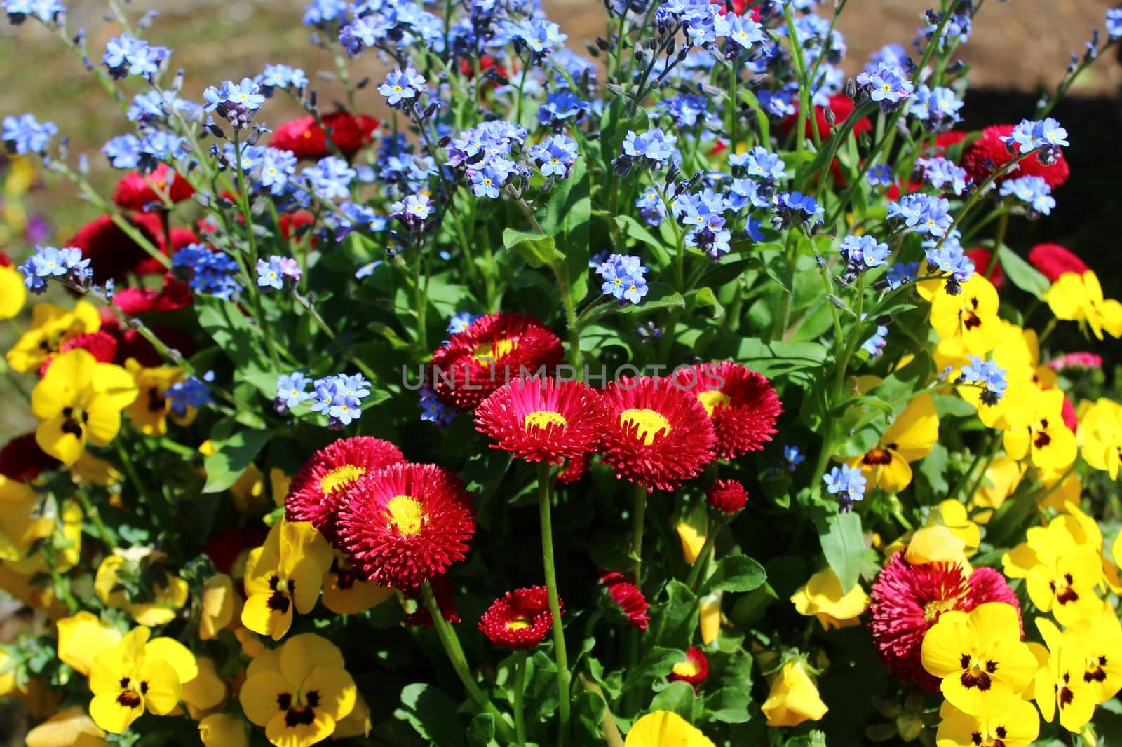 The picture shows a field with many colorful daisies