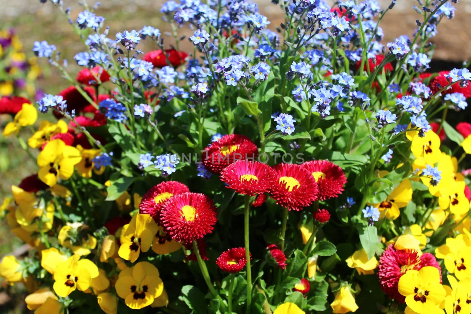 The picture shows a field with many colorful daisies