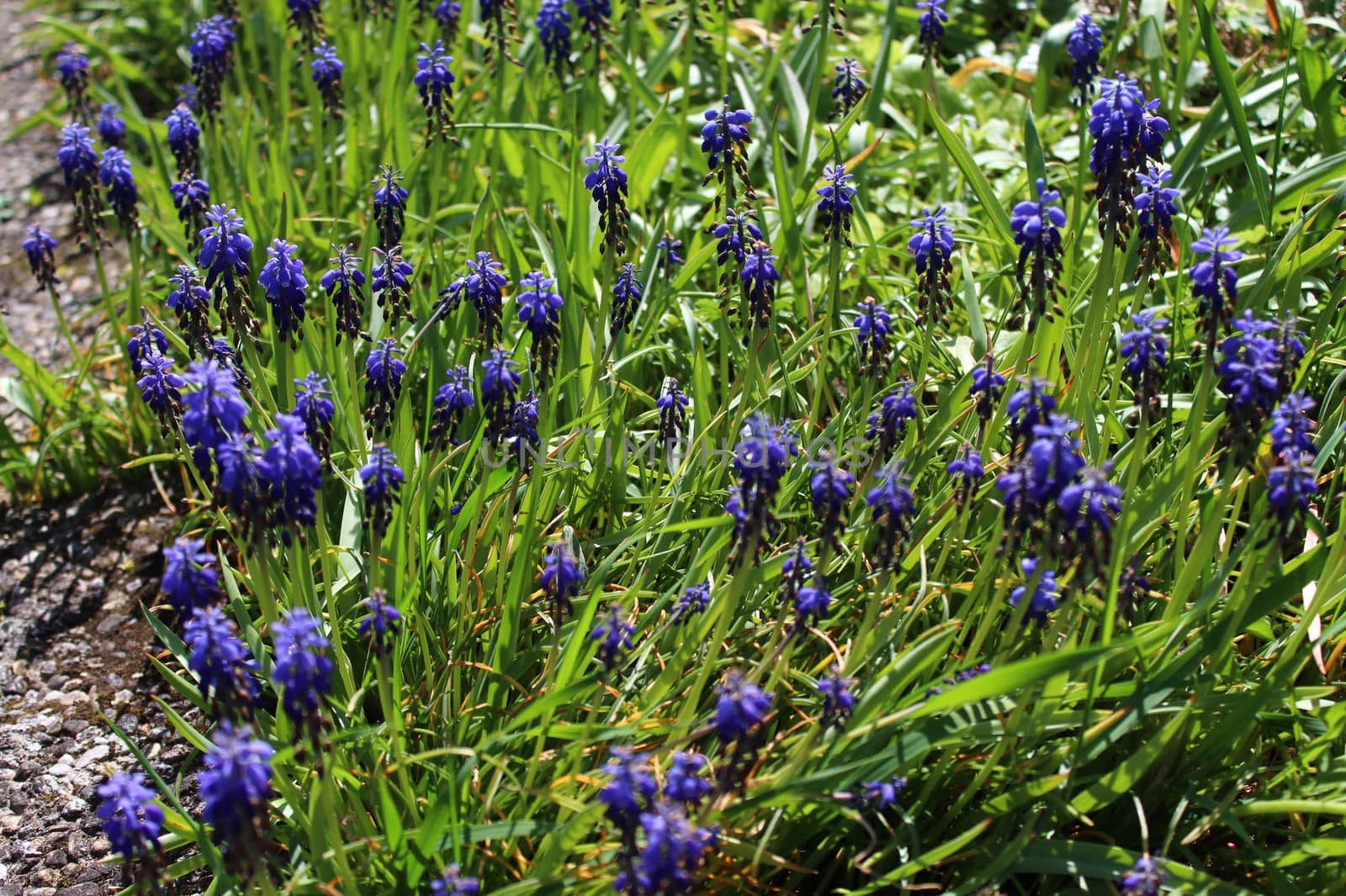 grape hyacinth in the garden by martina_unbehauen