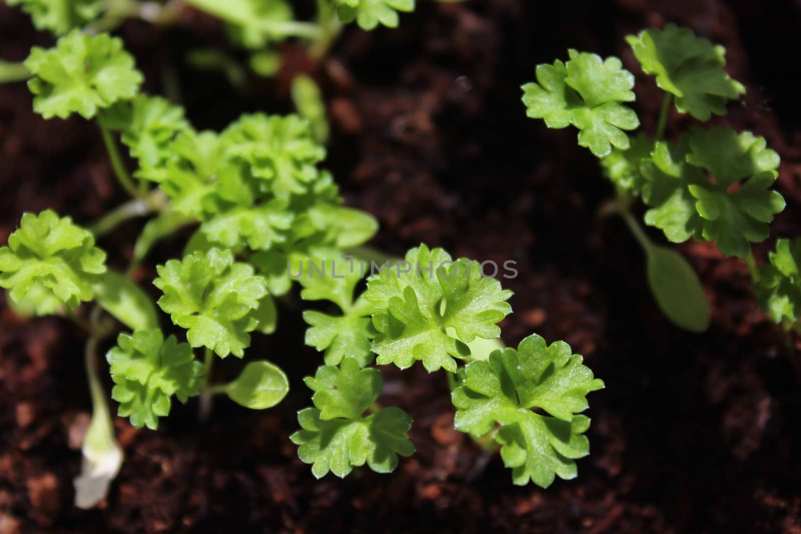 The picture shows young parsley in the garden