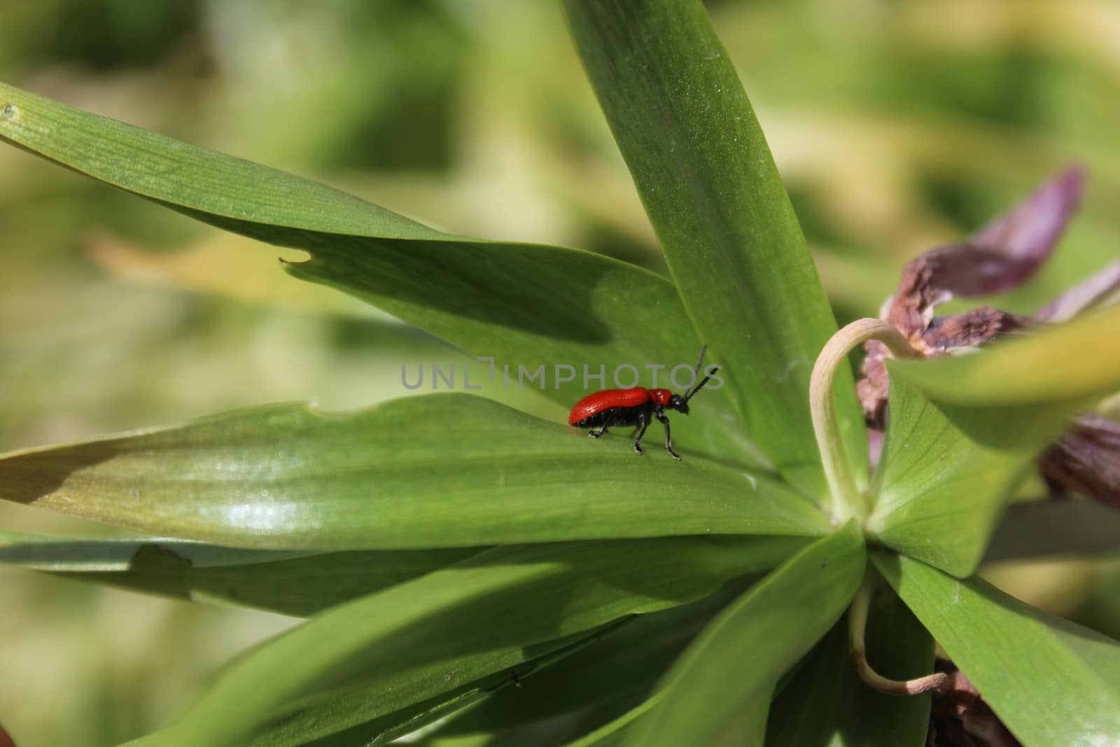 The picture shows lily leaf beetle on a leaf